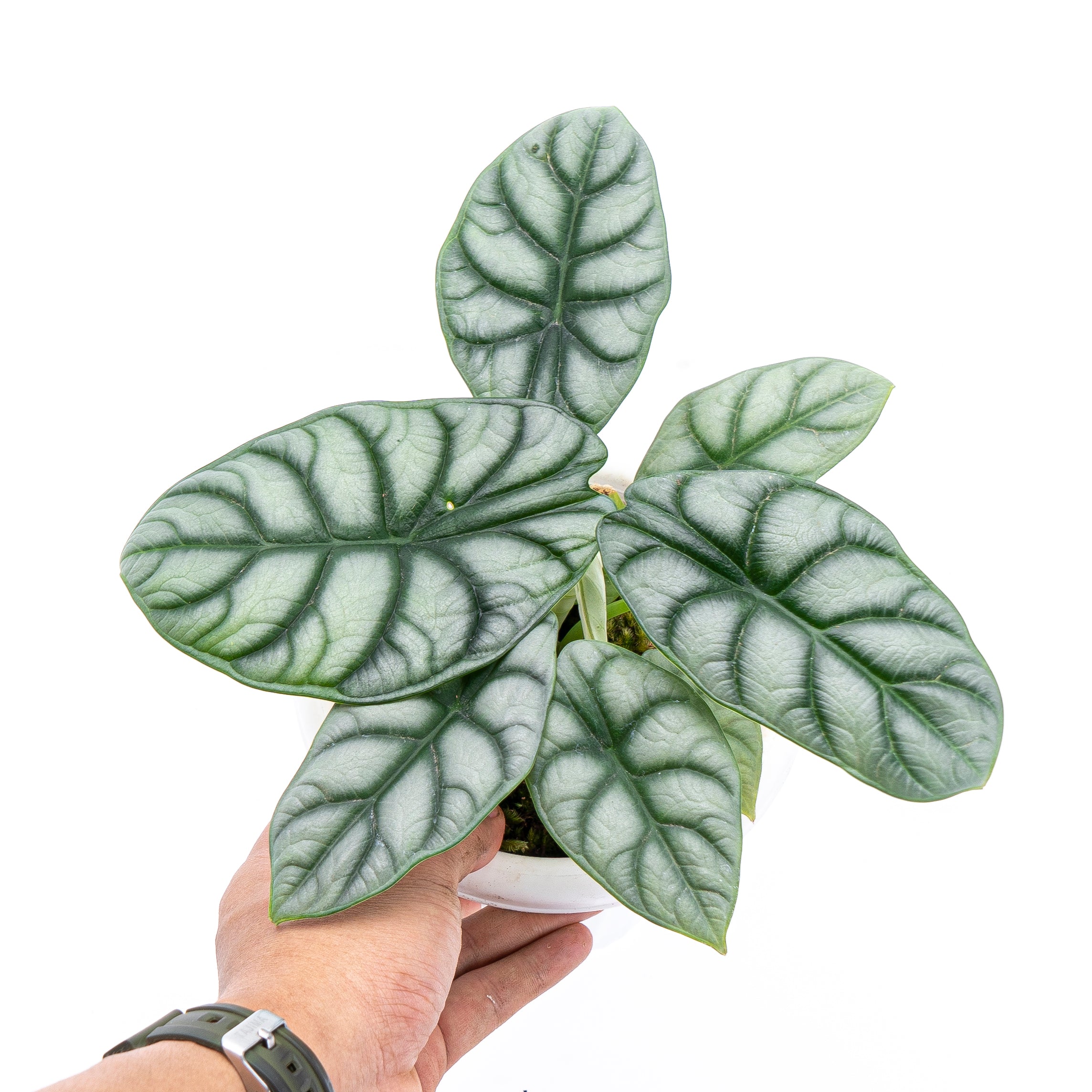 Alocasia Silver Dragon - Image 2