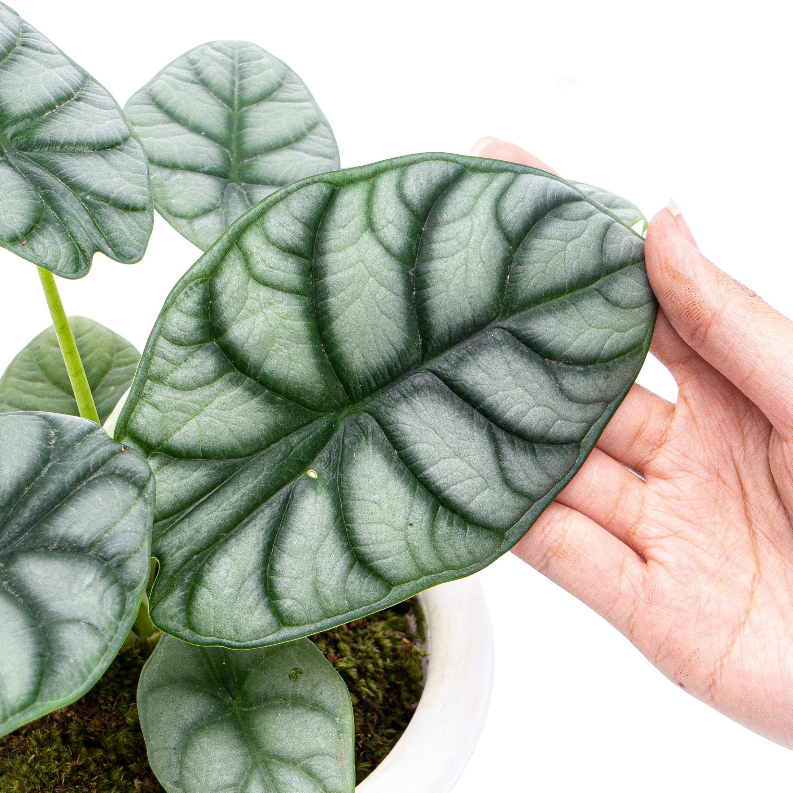 Alocasia Silver Dragon - Image 3