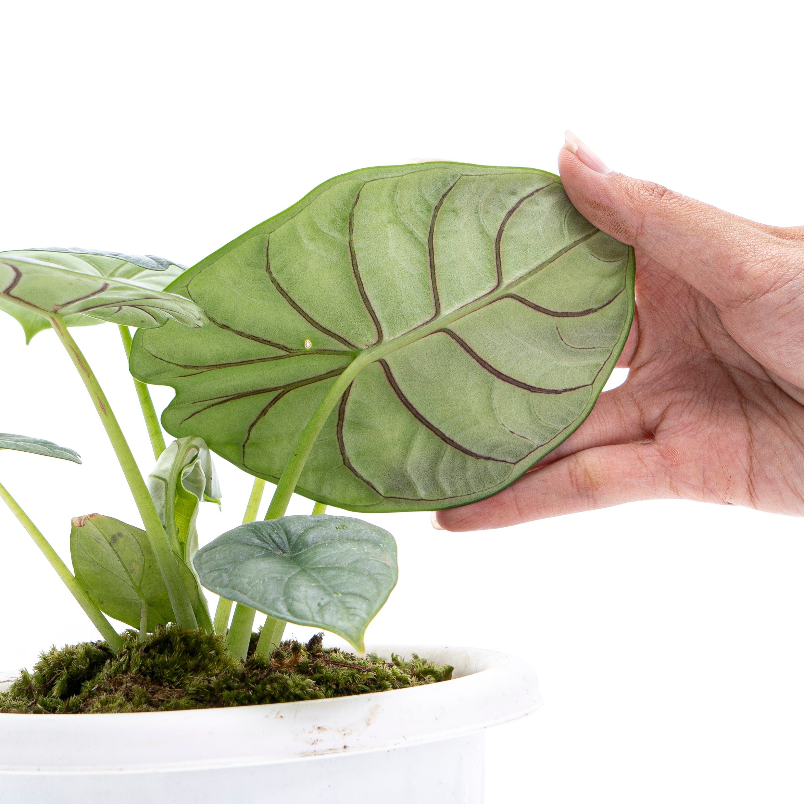 Alocasia Silver Dragon - Image 4