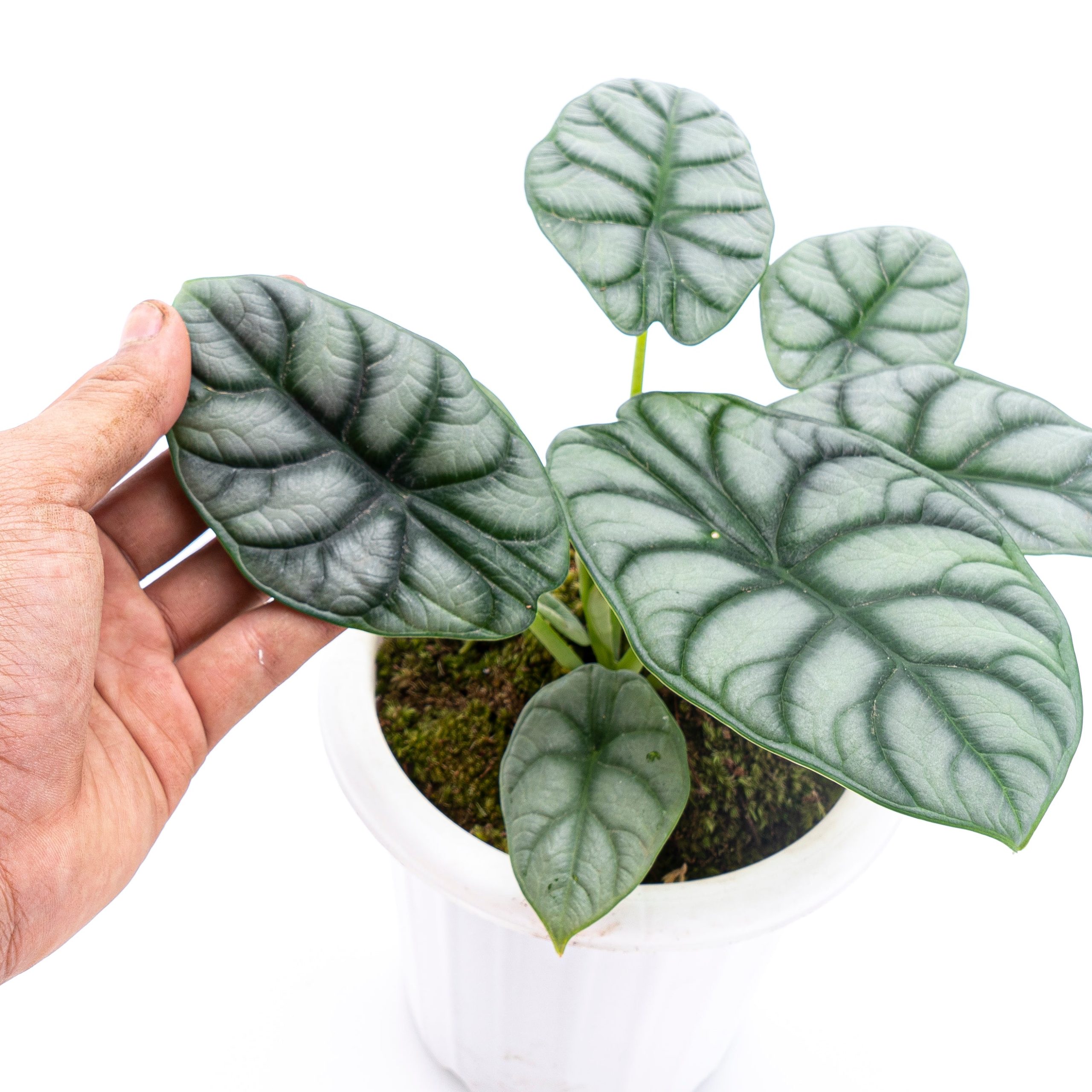 Alocasia Silver Dragon - Image 5