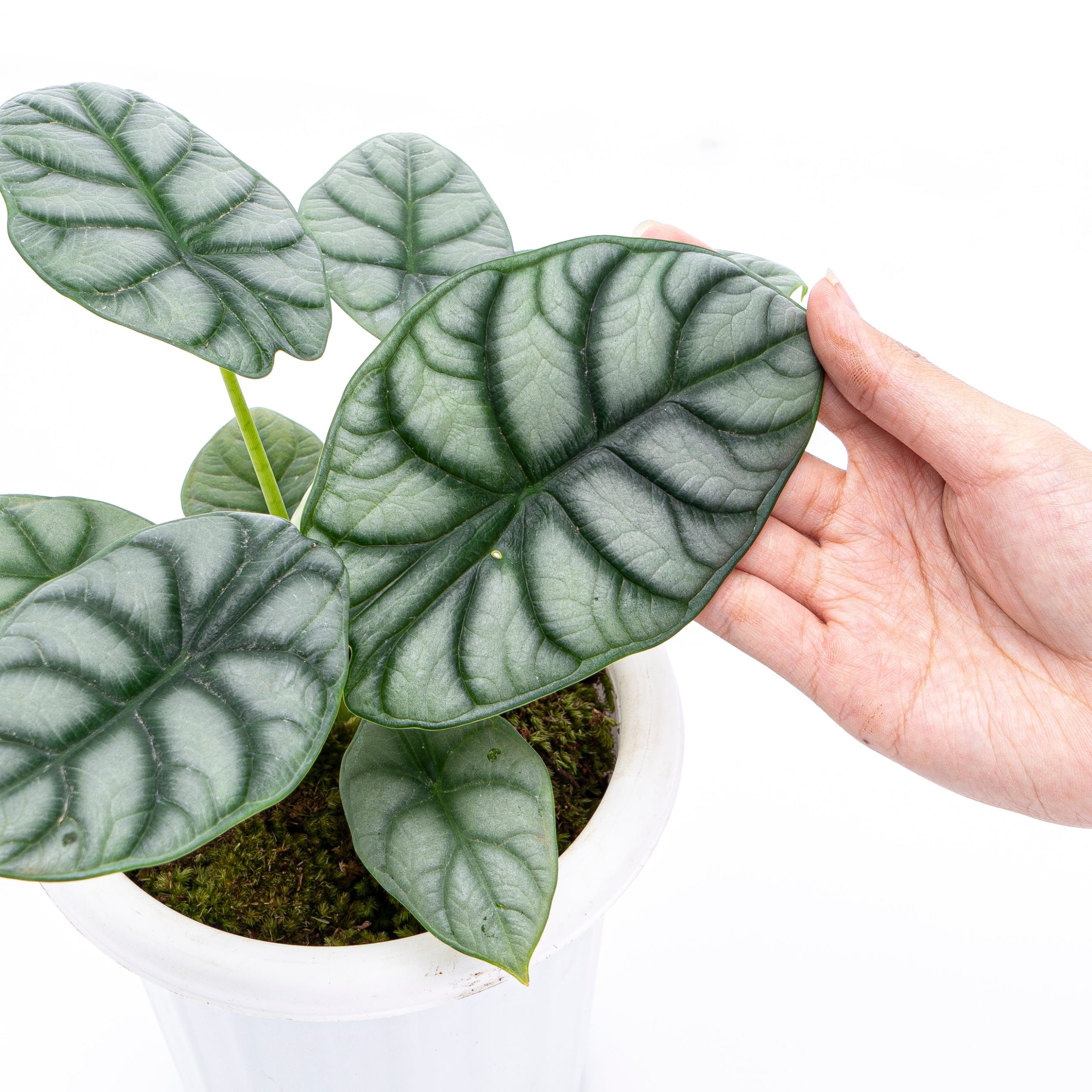 Alocasia Silver Dragon - Image 6