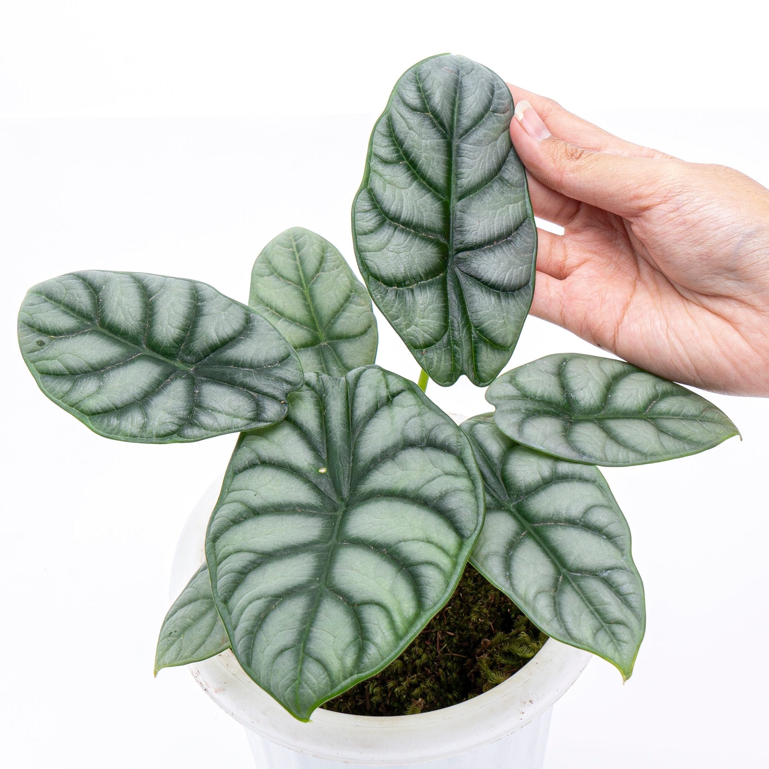 Alocasia Silver Dragon - Image 7