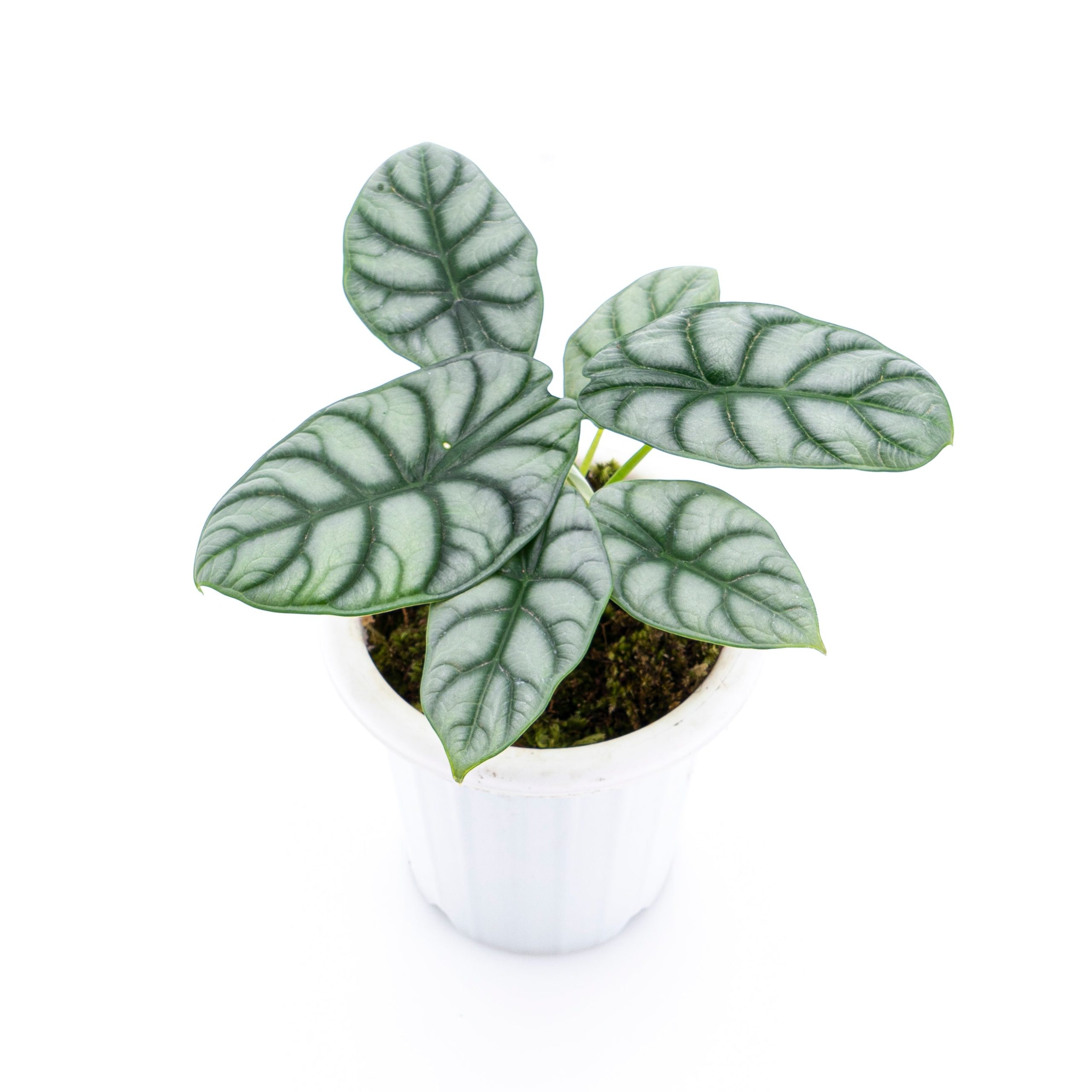 Alocasia Silver Dragon - Image 8