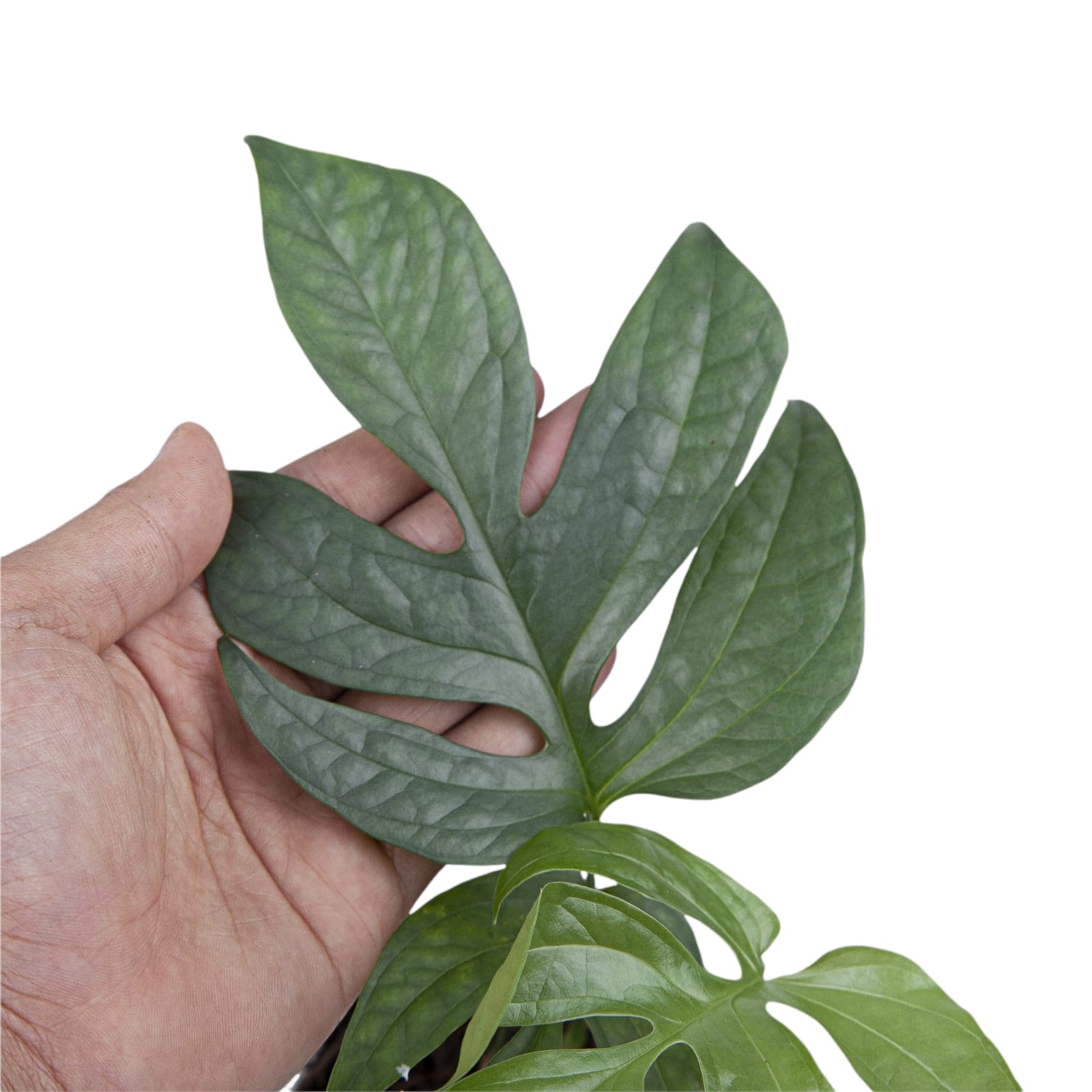 Amydrium Silver - Image 2