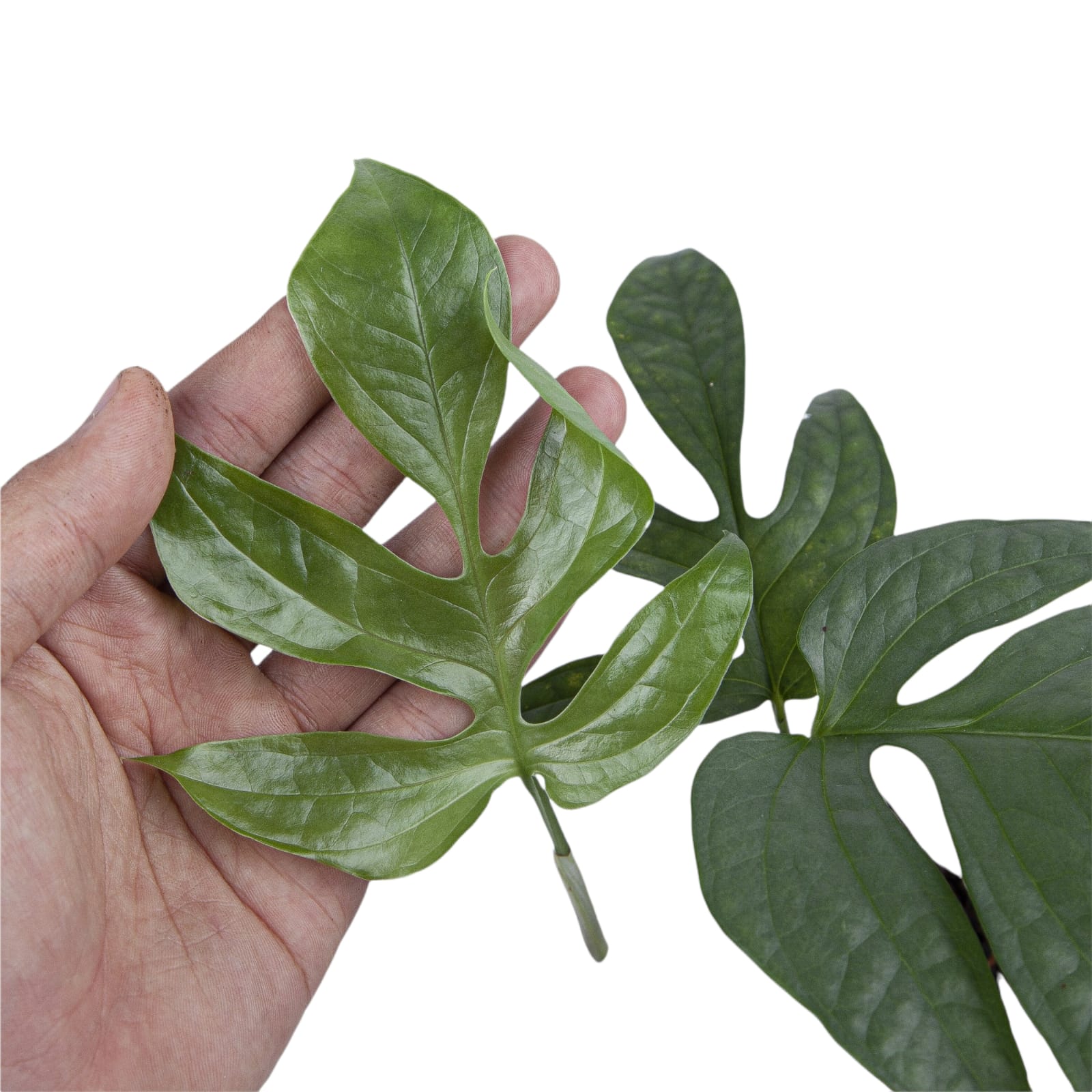 Amydrium Silver - Image 3