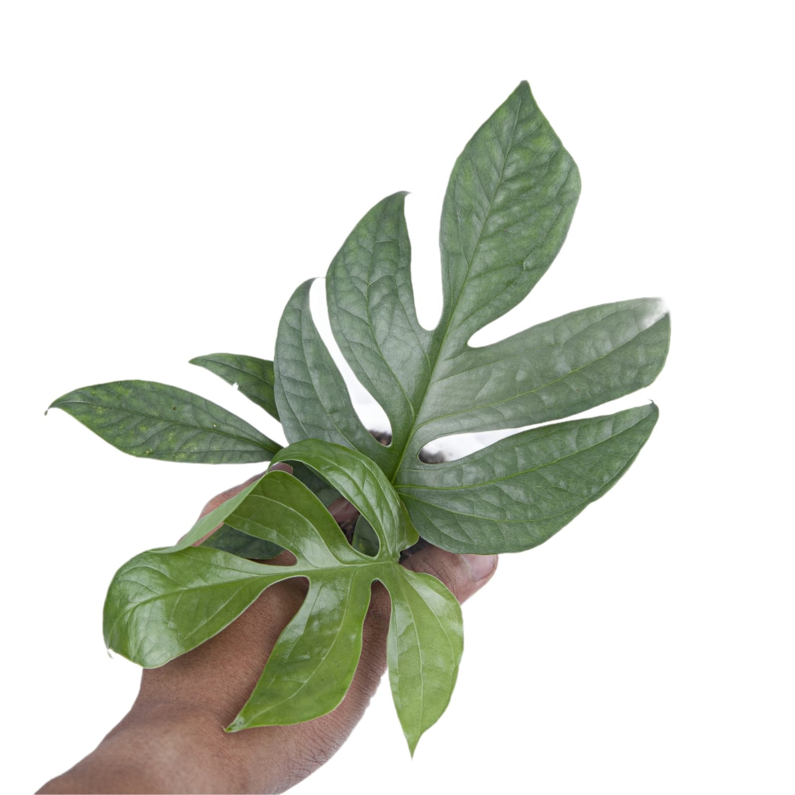 Amydrium Silver - Image 6
