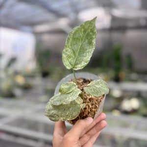Amydrium silver variegated