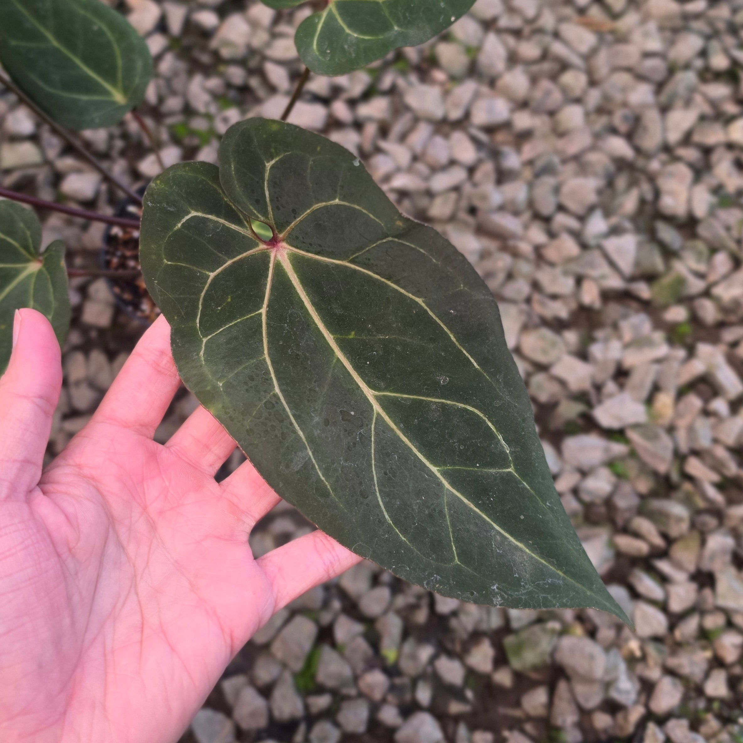 Anthurium angela black widow hybrid - Image 2