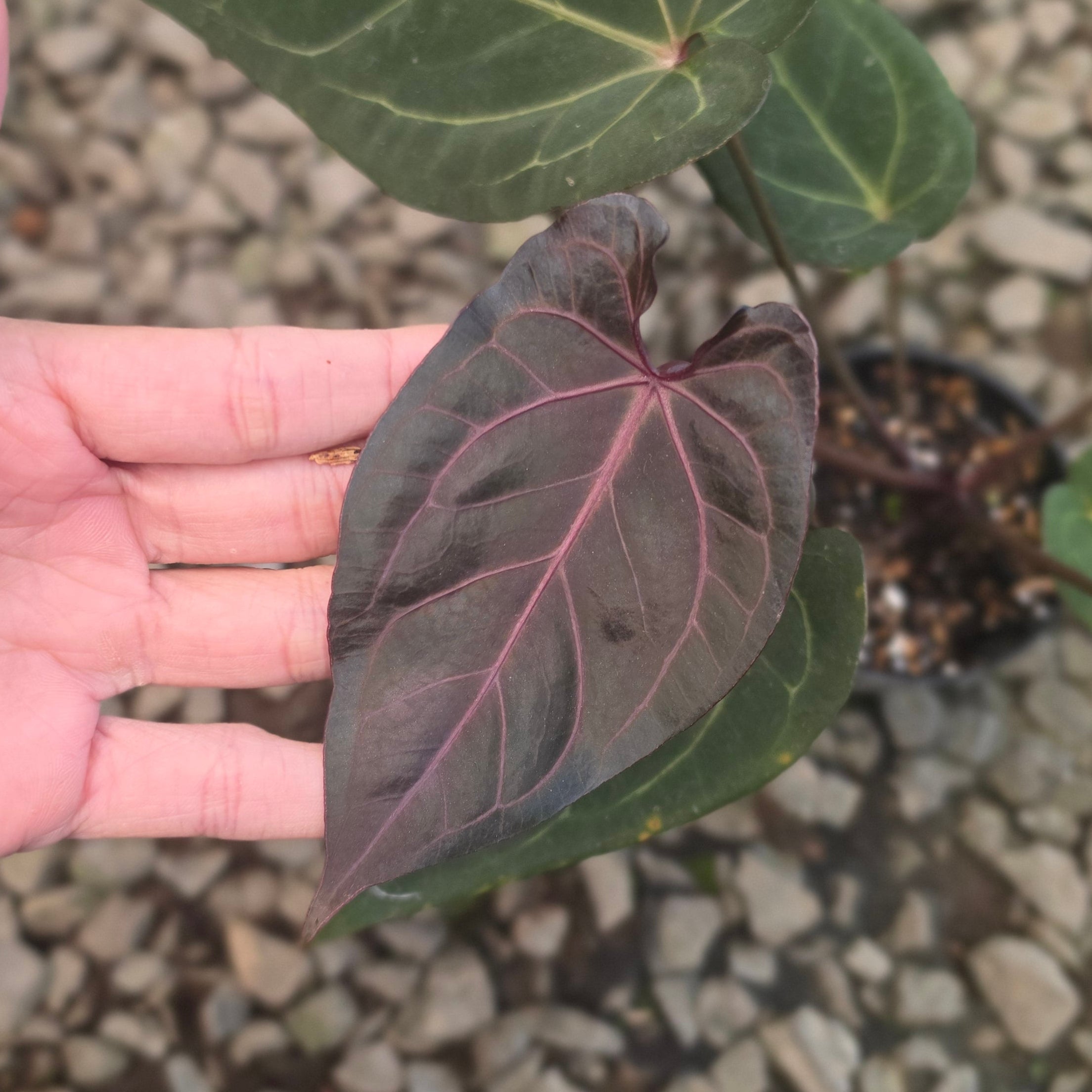 Anthurium angela black widow hybrid - Image 3