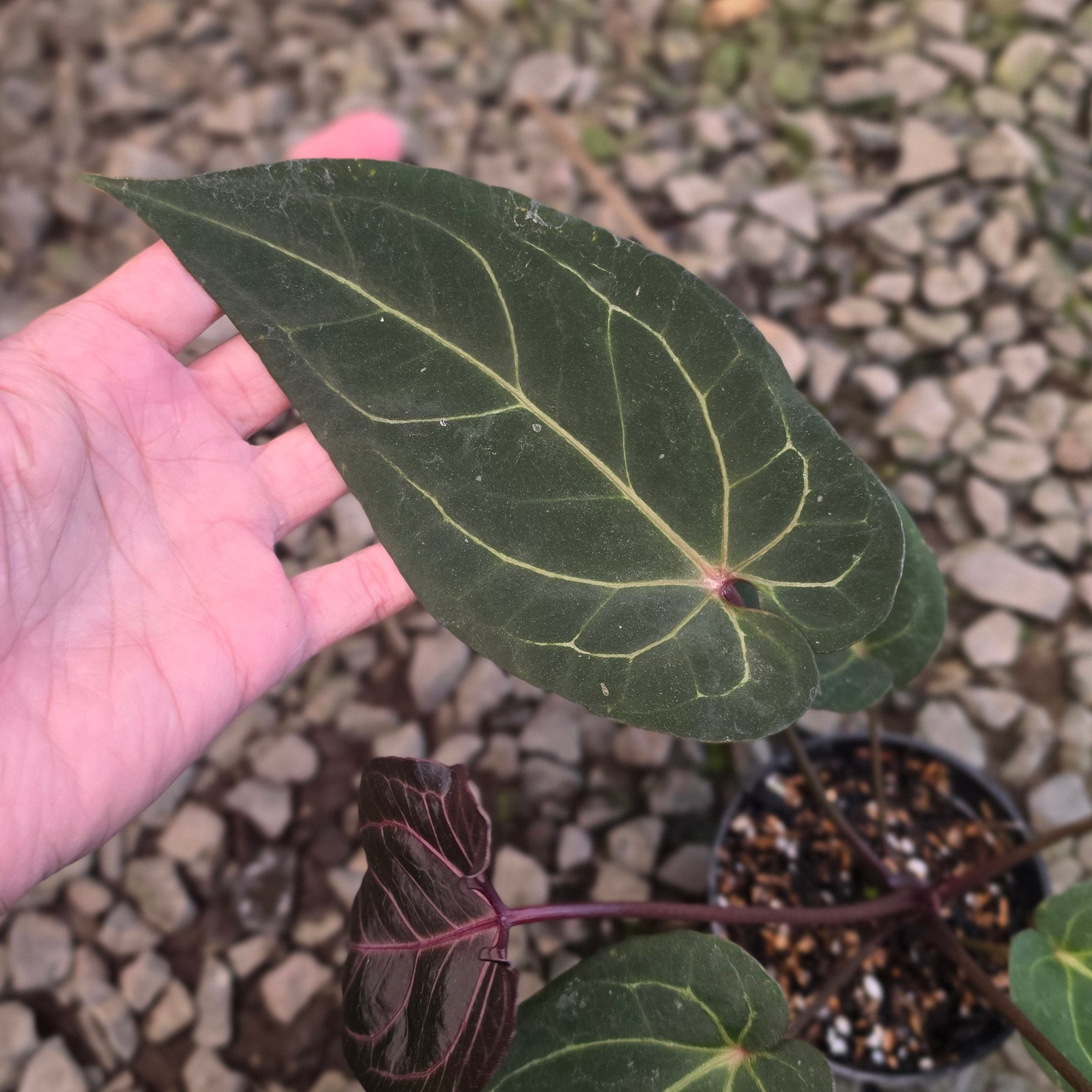 Anthurium angela black widow hybrid - Image 4