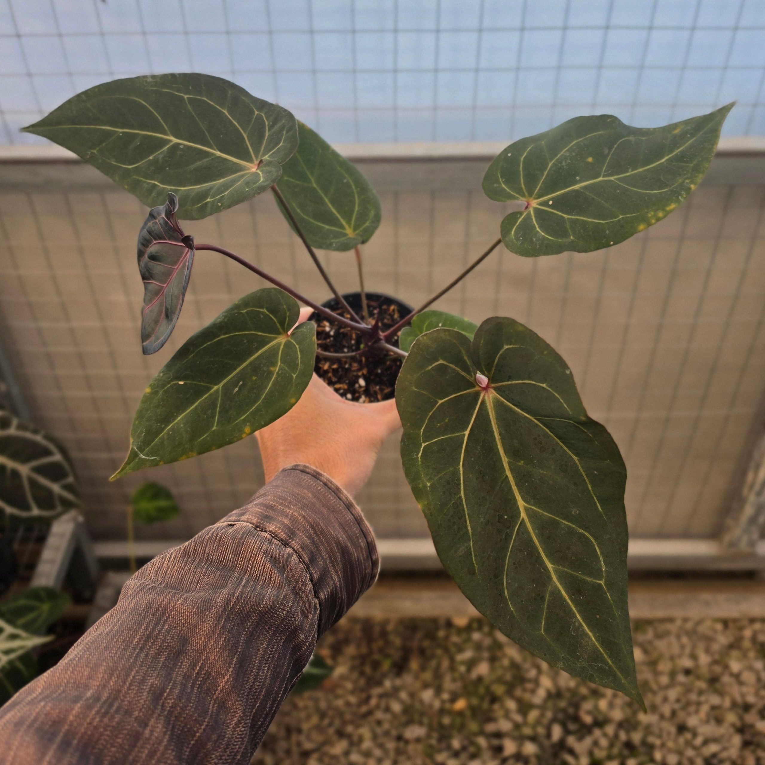Anthurium angela black widow hybrid - Image 5