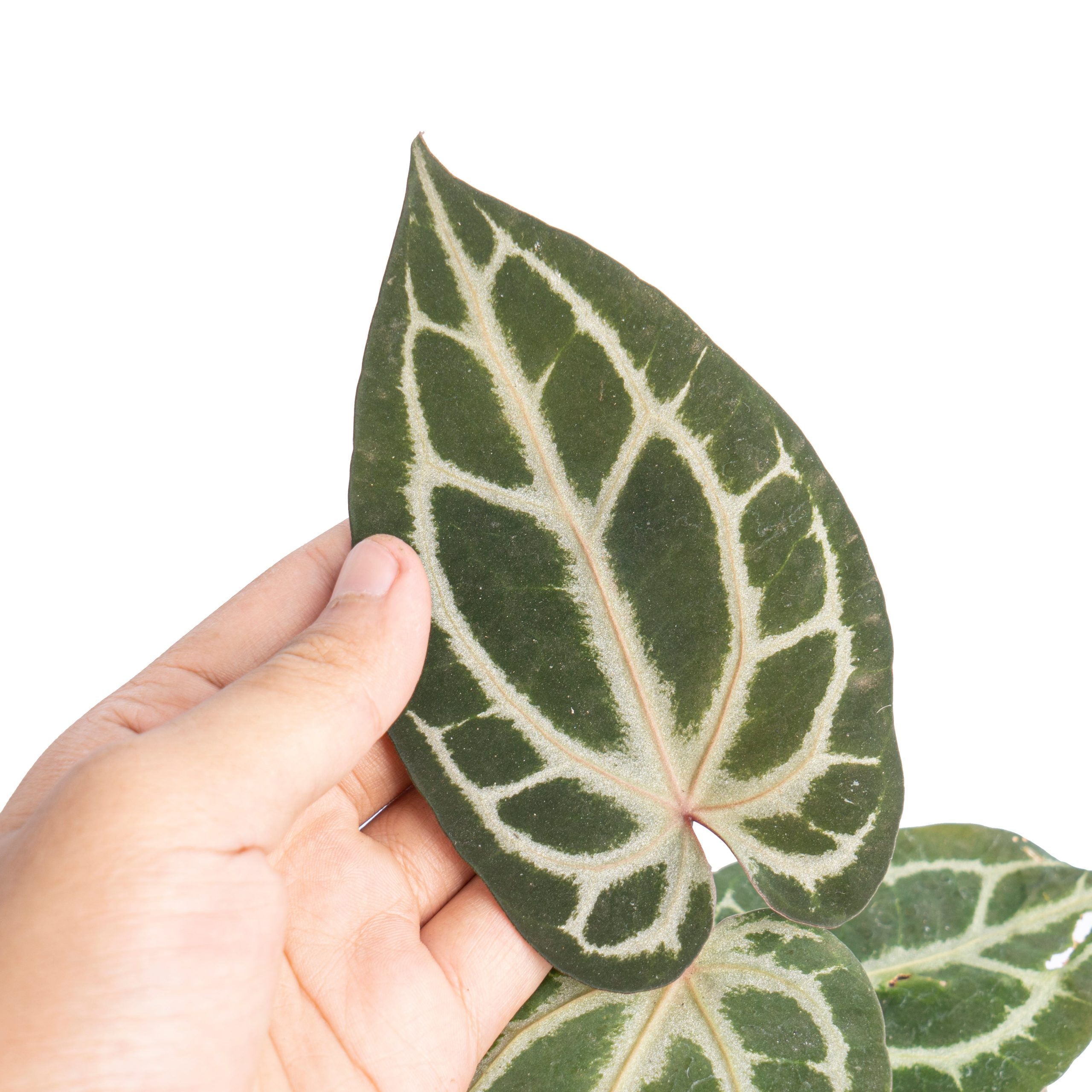 Anthurium besseae x red crystallinum - Image 2