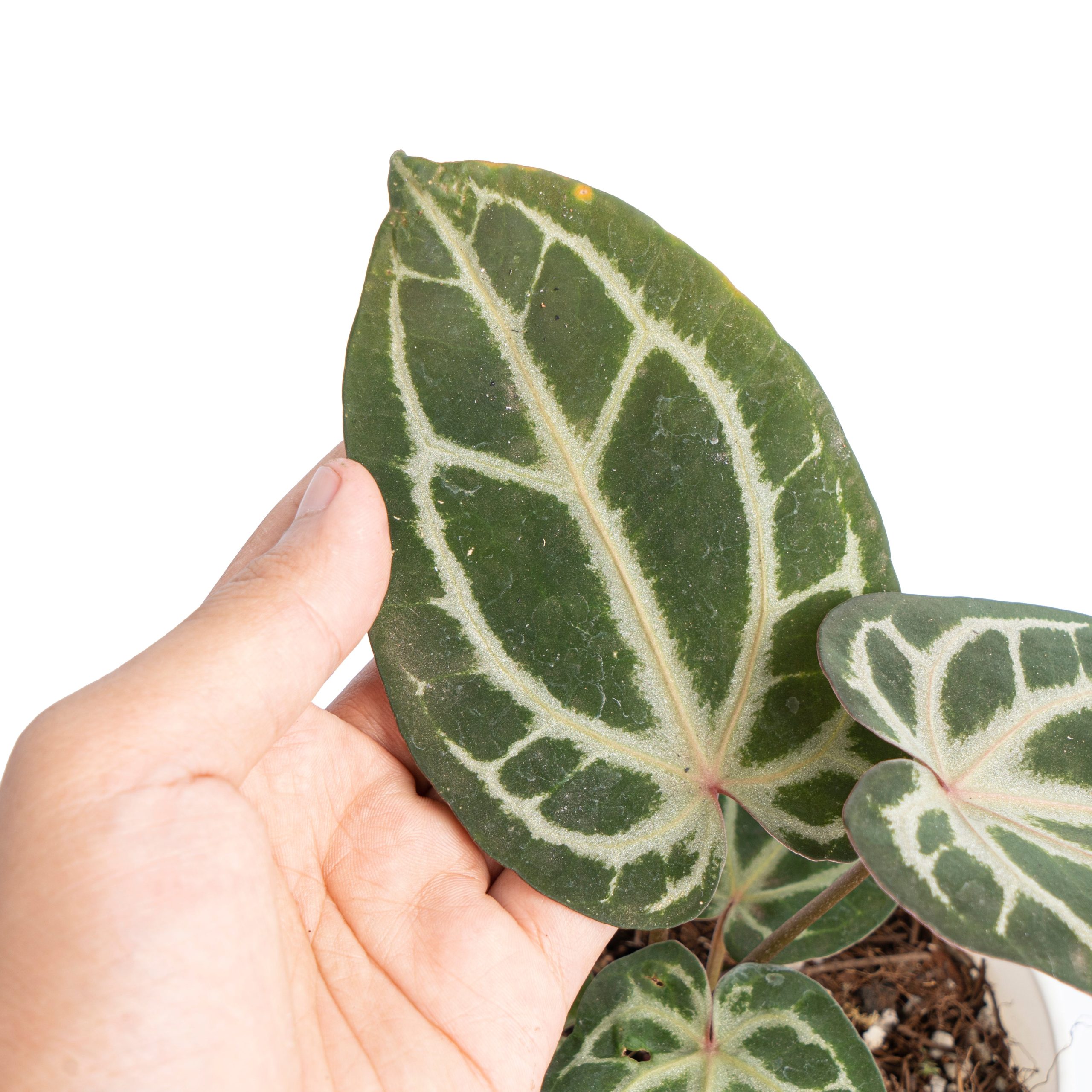 Anthurium besseae x red crystallinum - Image 3