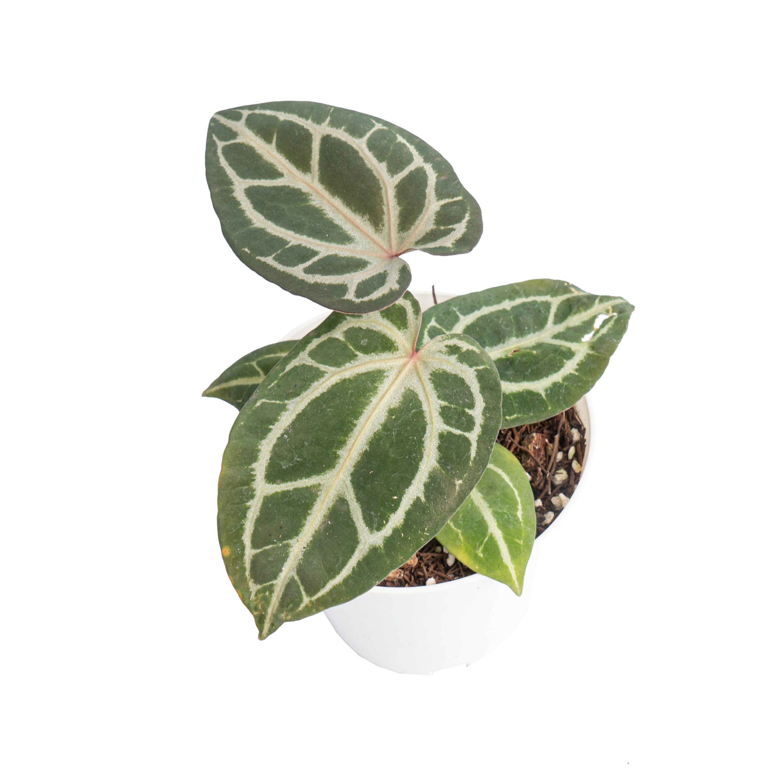 Anthurium besseae x red crystallinum - Image 4
