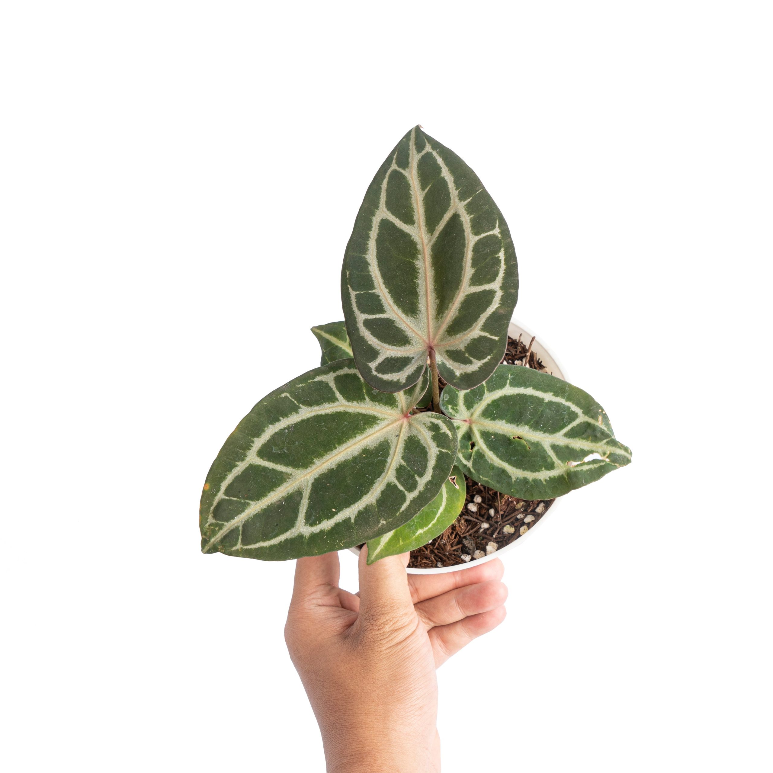 Anthurium besseae x red crystallinum - Image 5