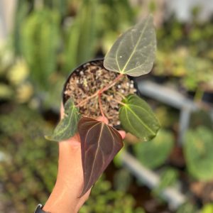 Anthurium Carla NSE x Porti NSE