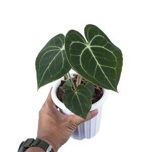 Anthurium Clarinervium Medium Size