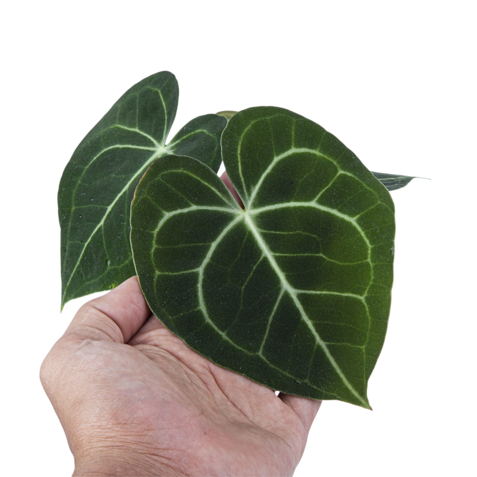 Anthurium Clarinervium Medium Size - Image 2