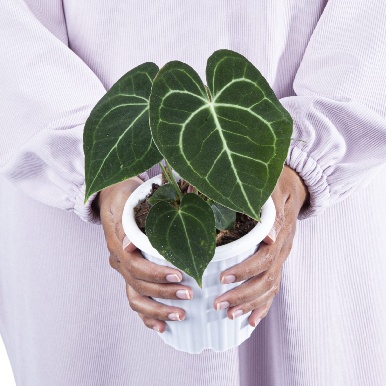 Anthurium Clarinervium Medium Size - Image 3