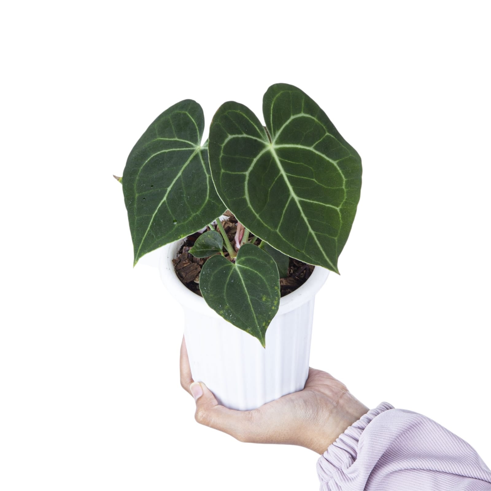 Anthurium Clarinervium Medium Size - Image 4