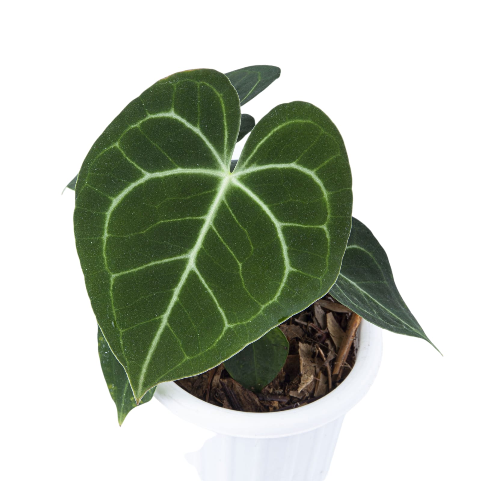Anthurium Clarinervium Medium Size - Image 5
