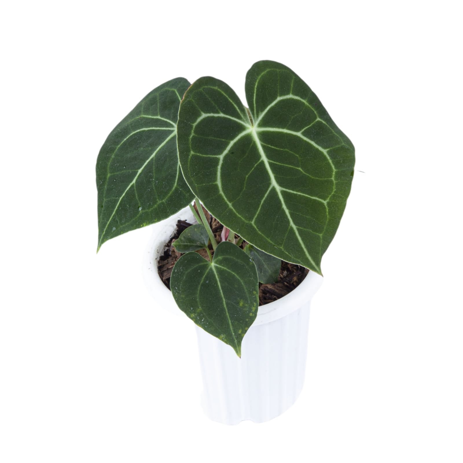 Anthurium Clarinervium Medium Size - Image 6