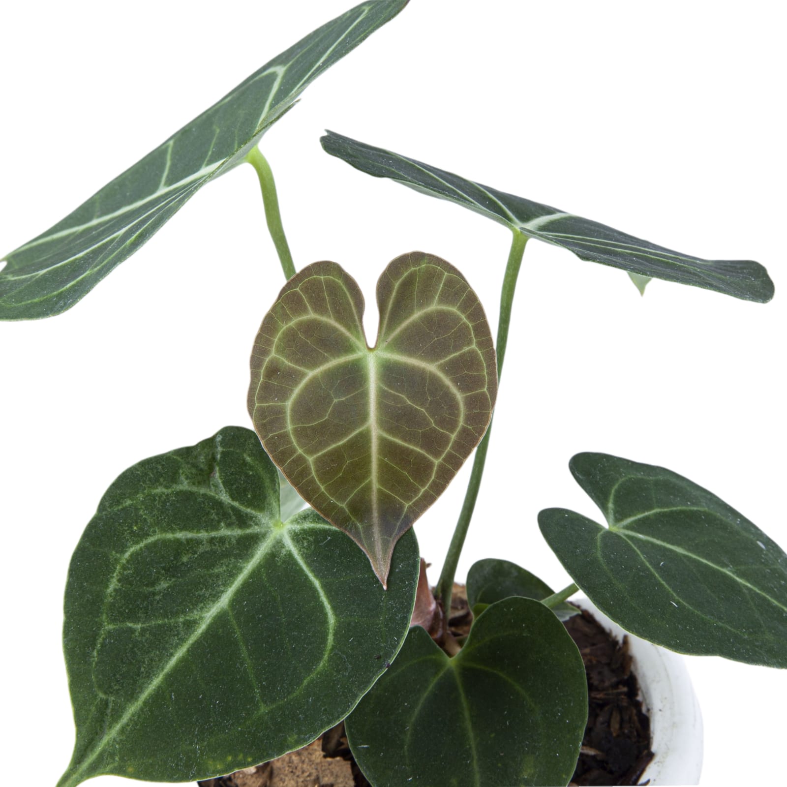 Anthurium Clarinervium Medium Size - Image 7