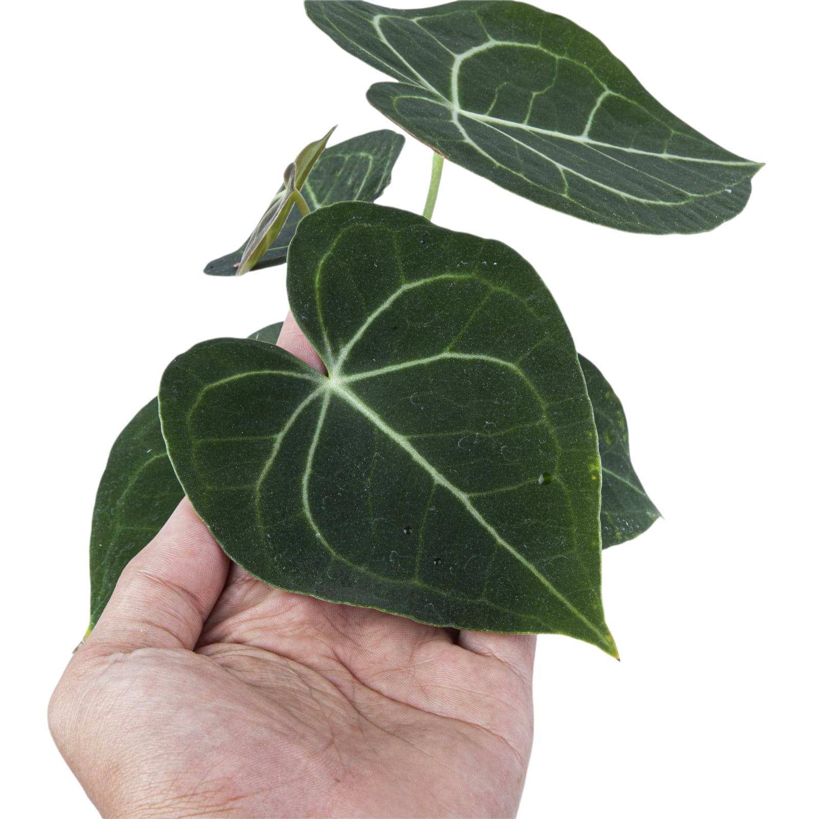 Anthurium Clarinervium Medium Size - Image 8