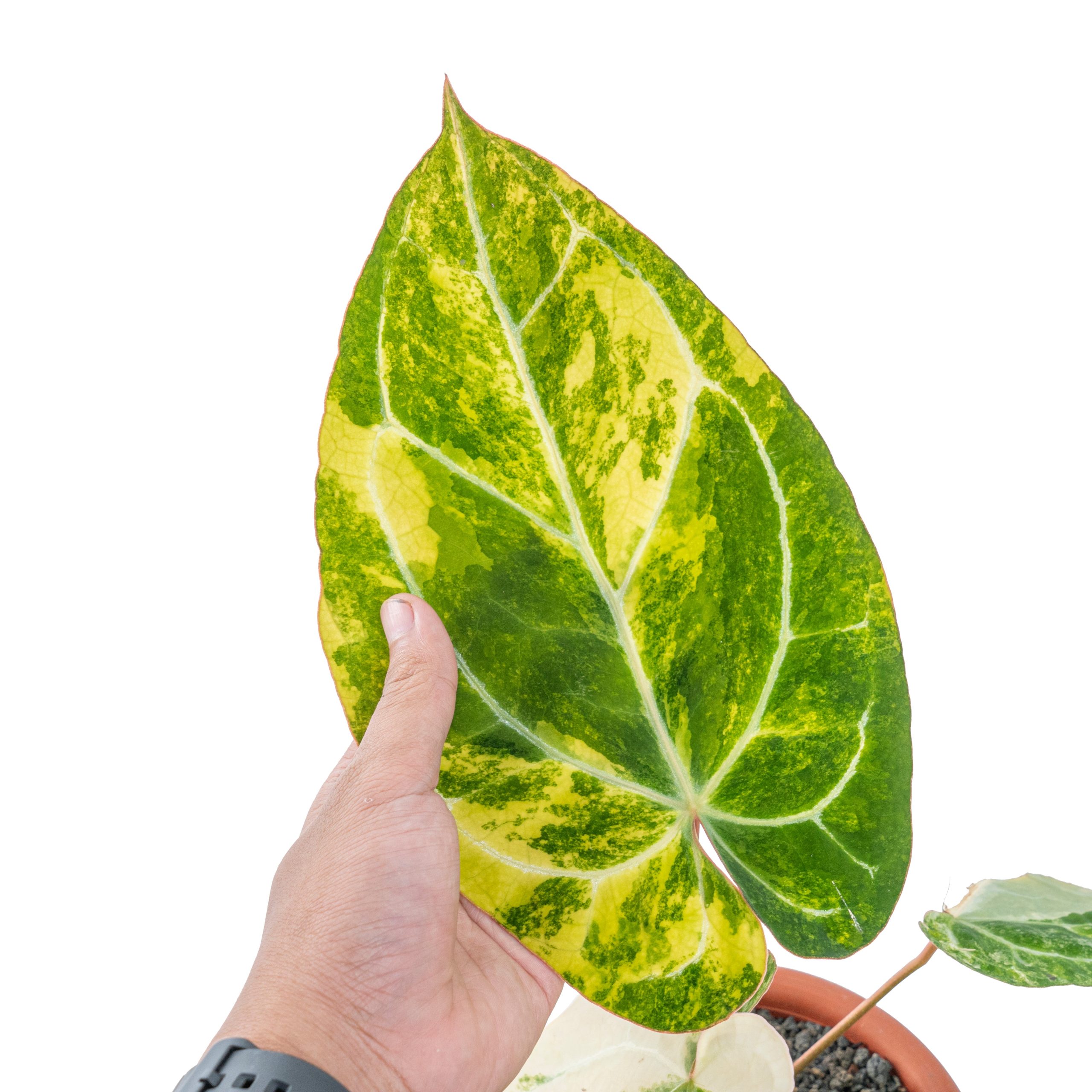 Anthurium crystallinum variegated - Image 2