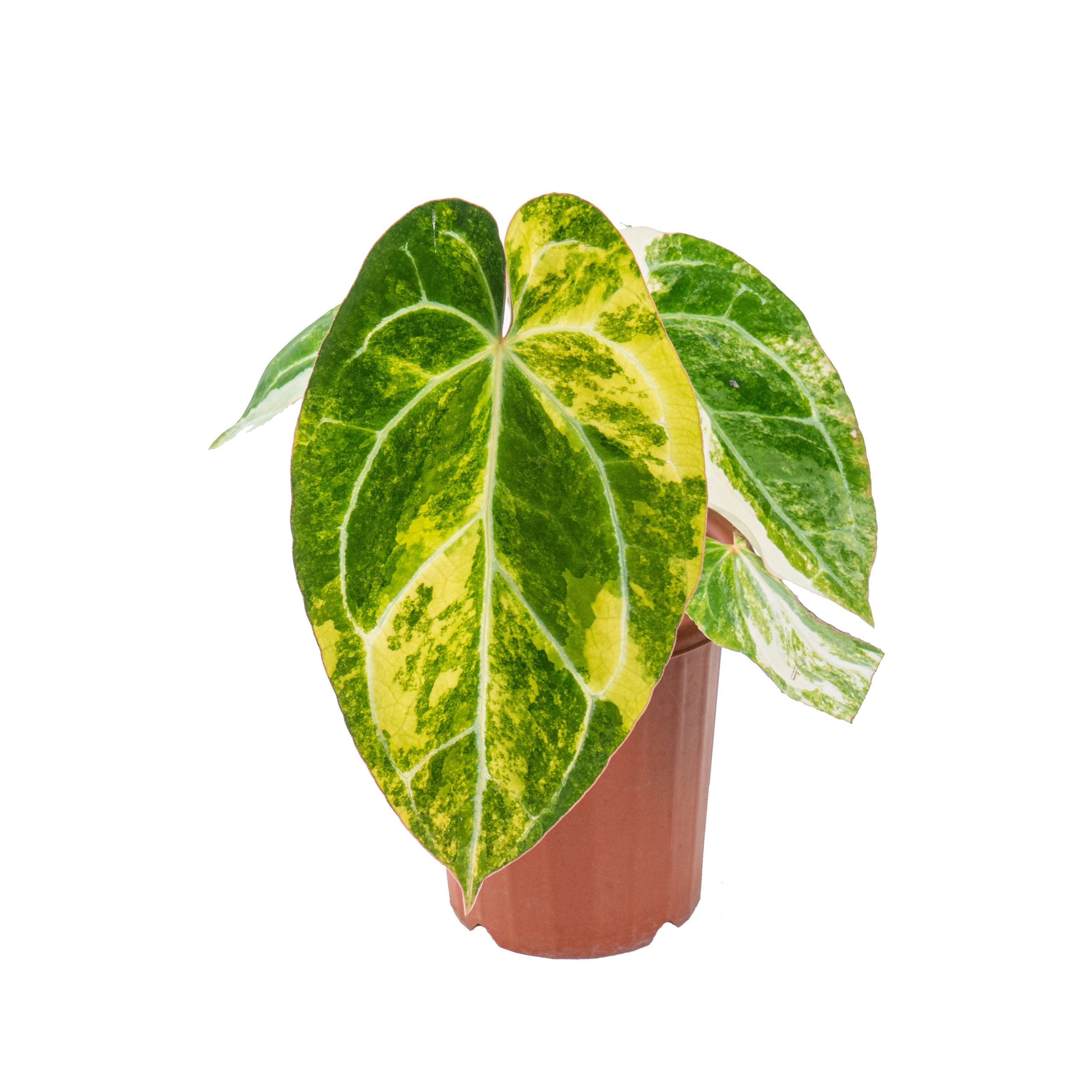Anthurium crystallinum variegated - Image 3