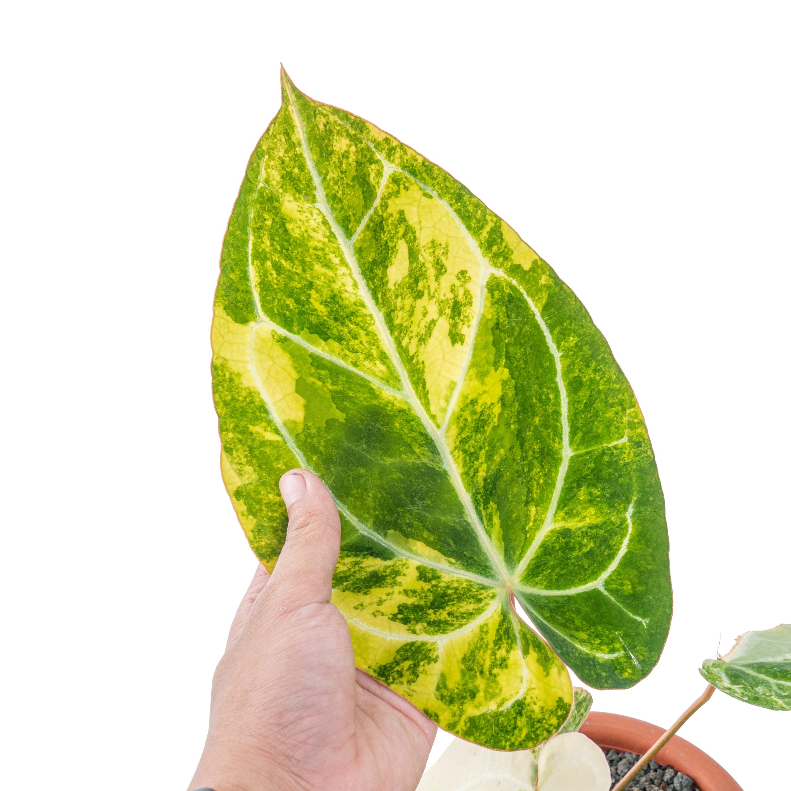 Anthurium crystallinum variegated - Image 4
