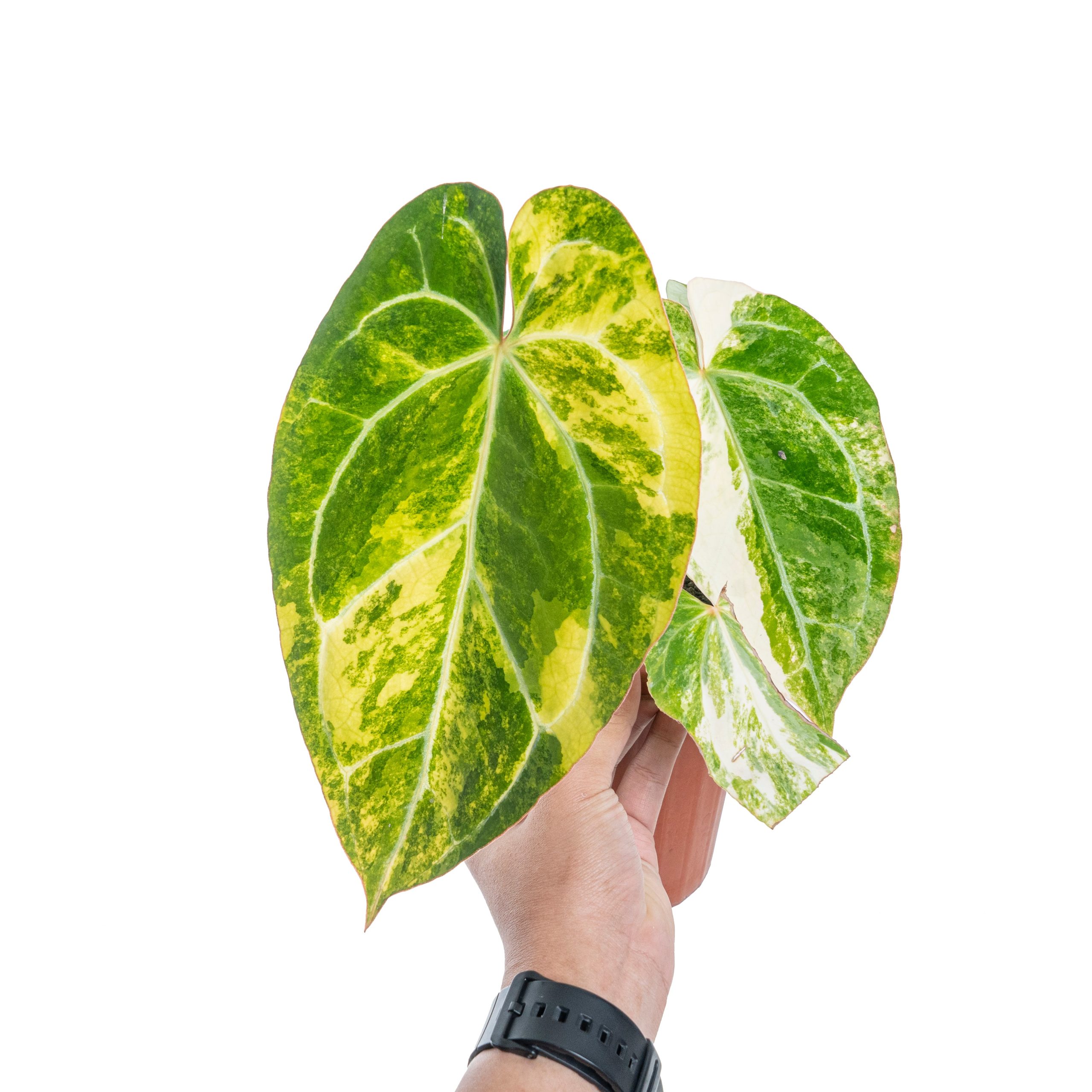 Anthurium crystallinum variegated - Image 5
