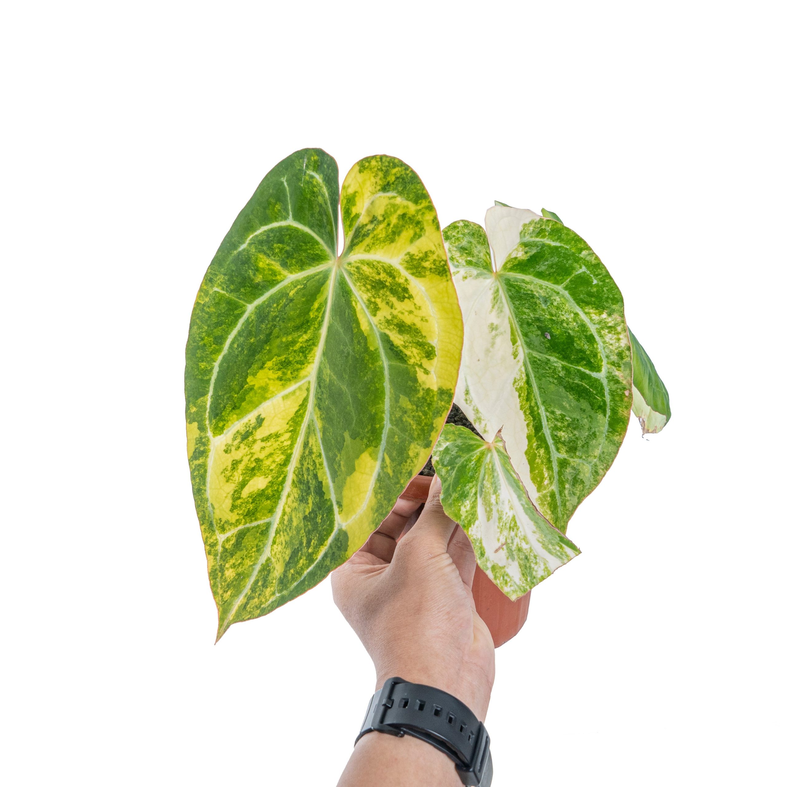 Anthurium crystallinum variegated - Image 6