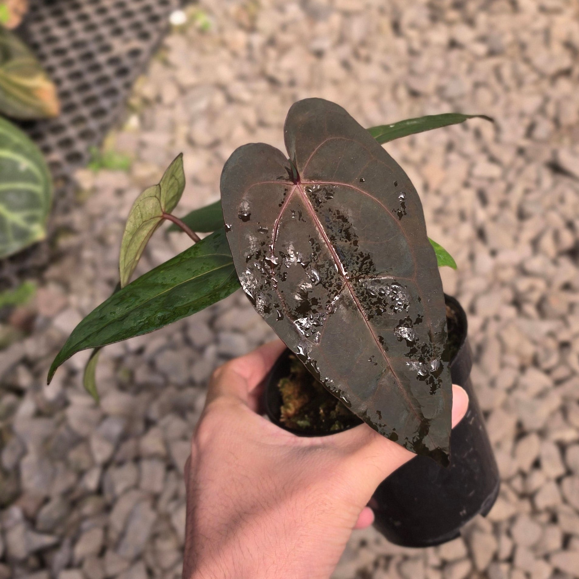 Anthurium dark handsome x red velvet cake - Image 2