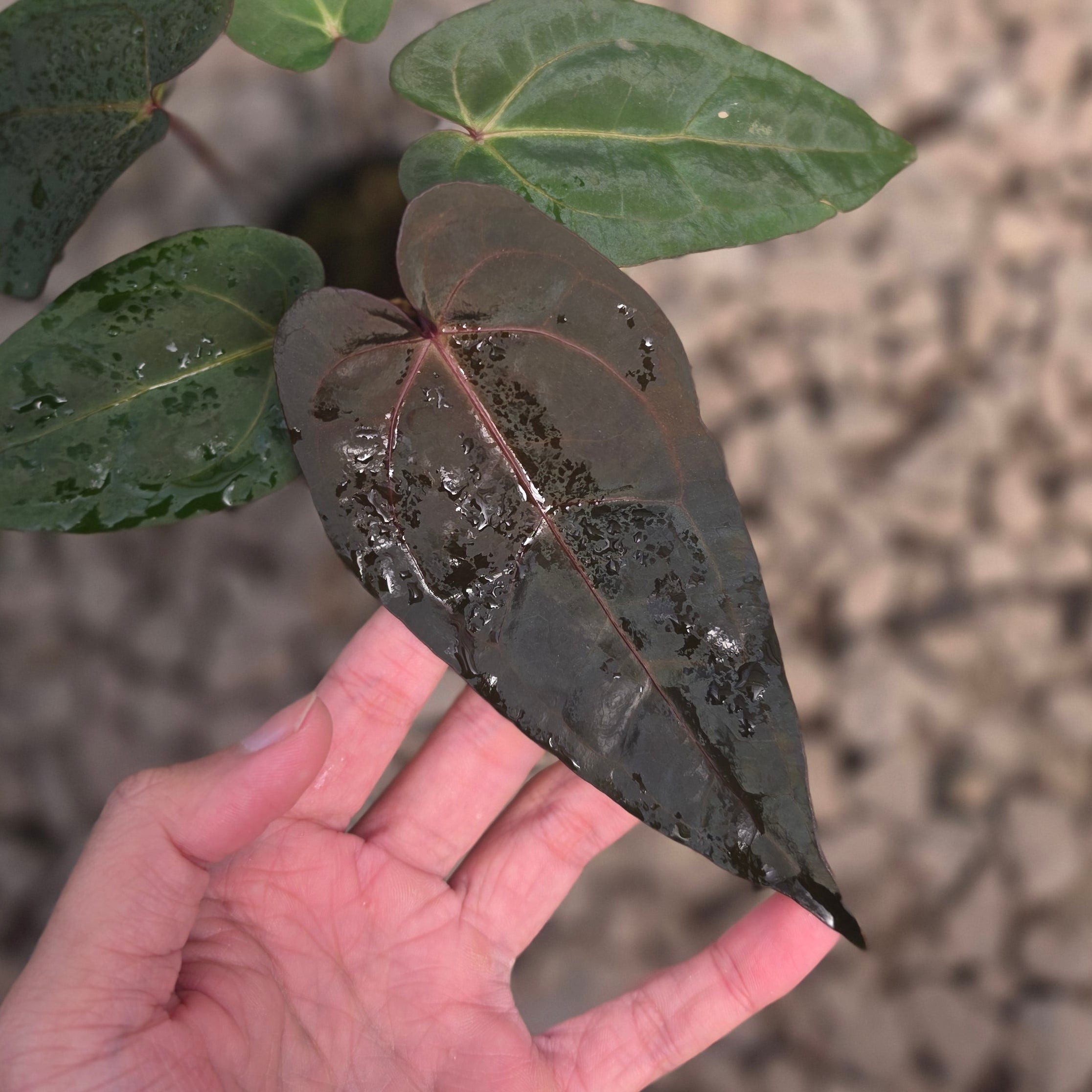 Anthurium dark handsome x red velvet cake - Image 3