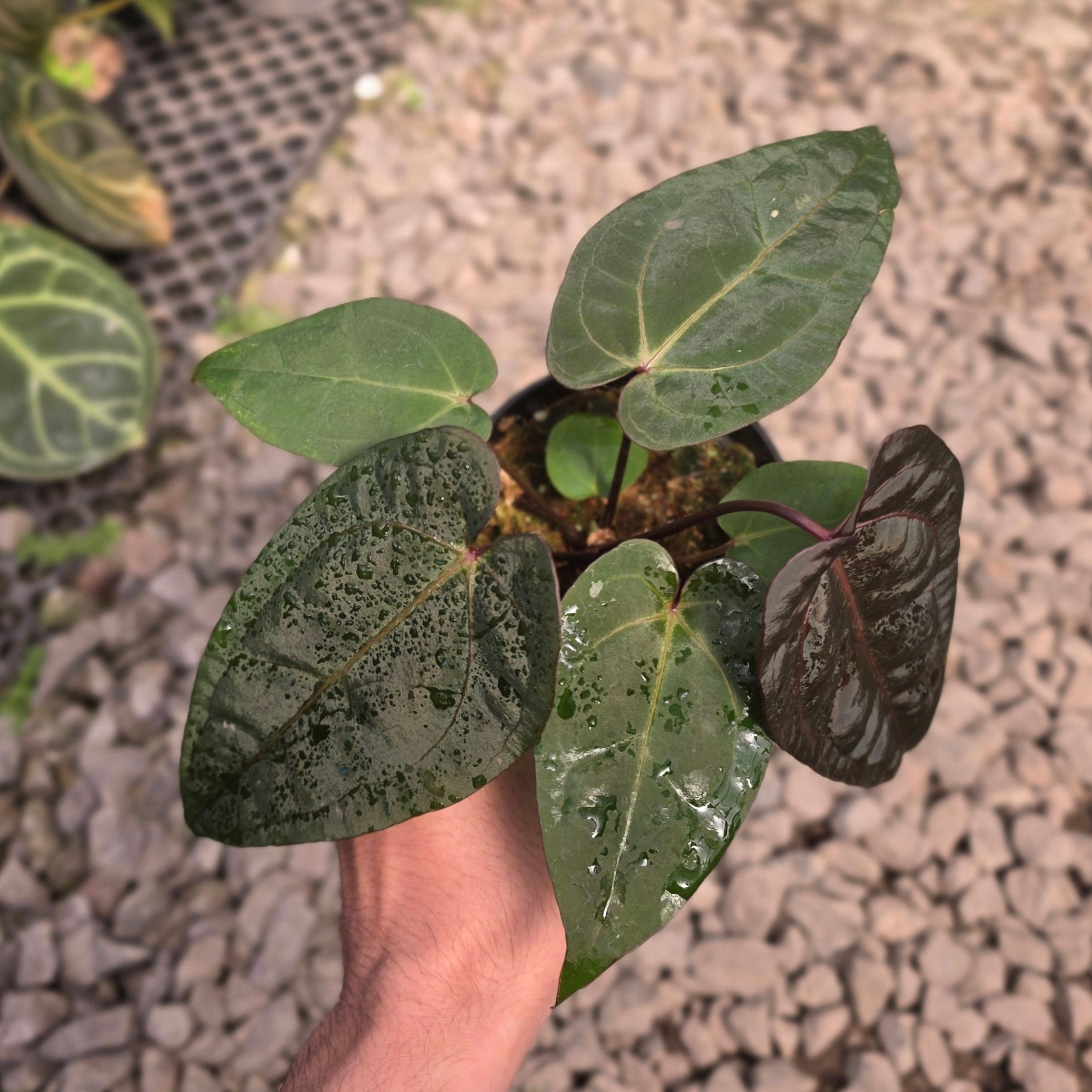 Anthurium dark handsome x red velvet cake - Image 6
