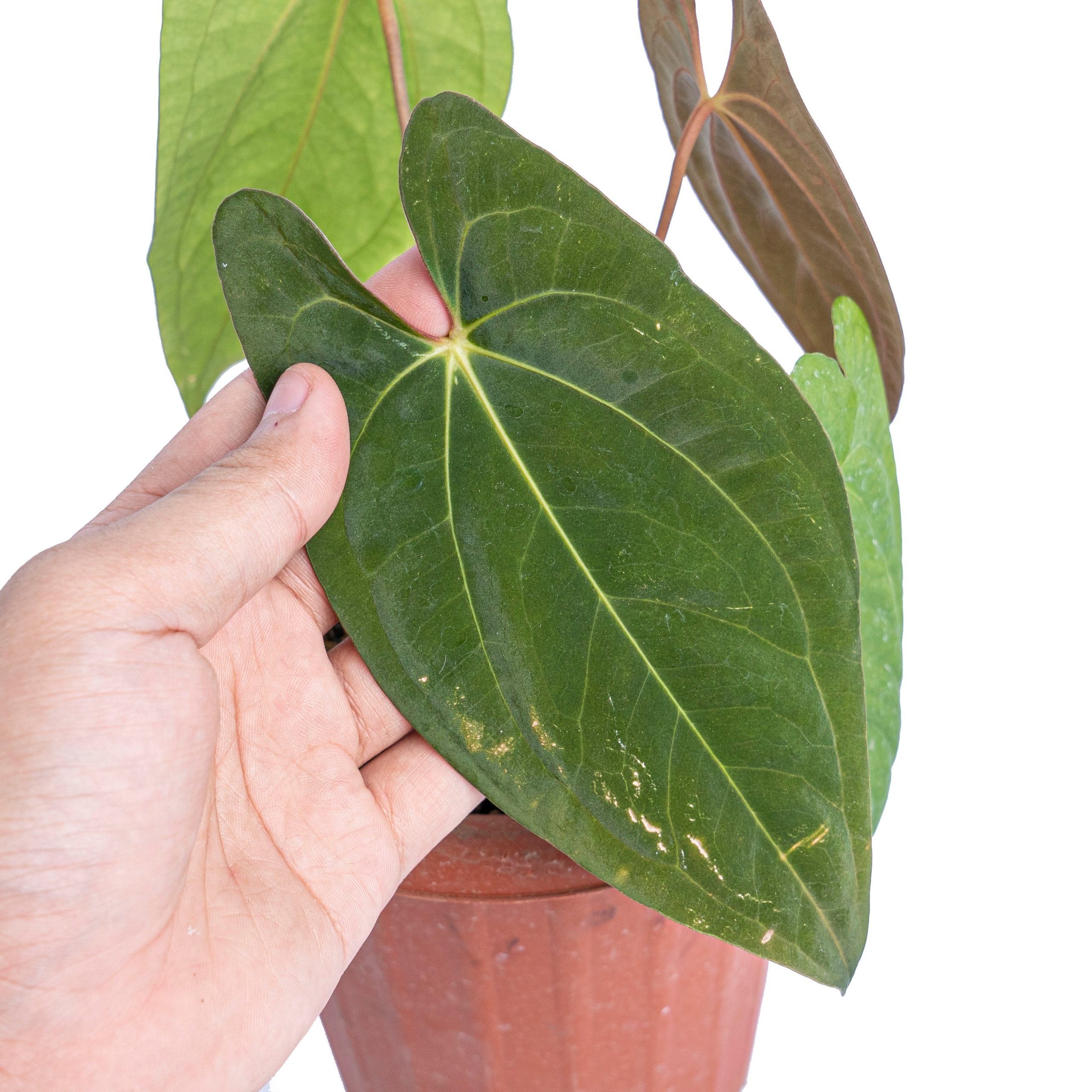 Anthurium dark phoenix - Image 2
