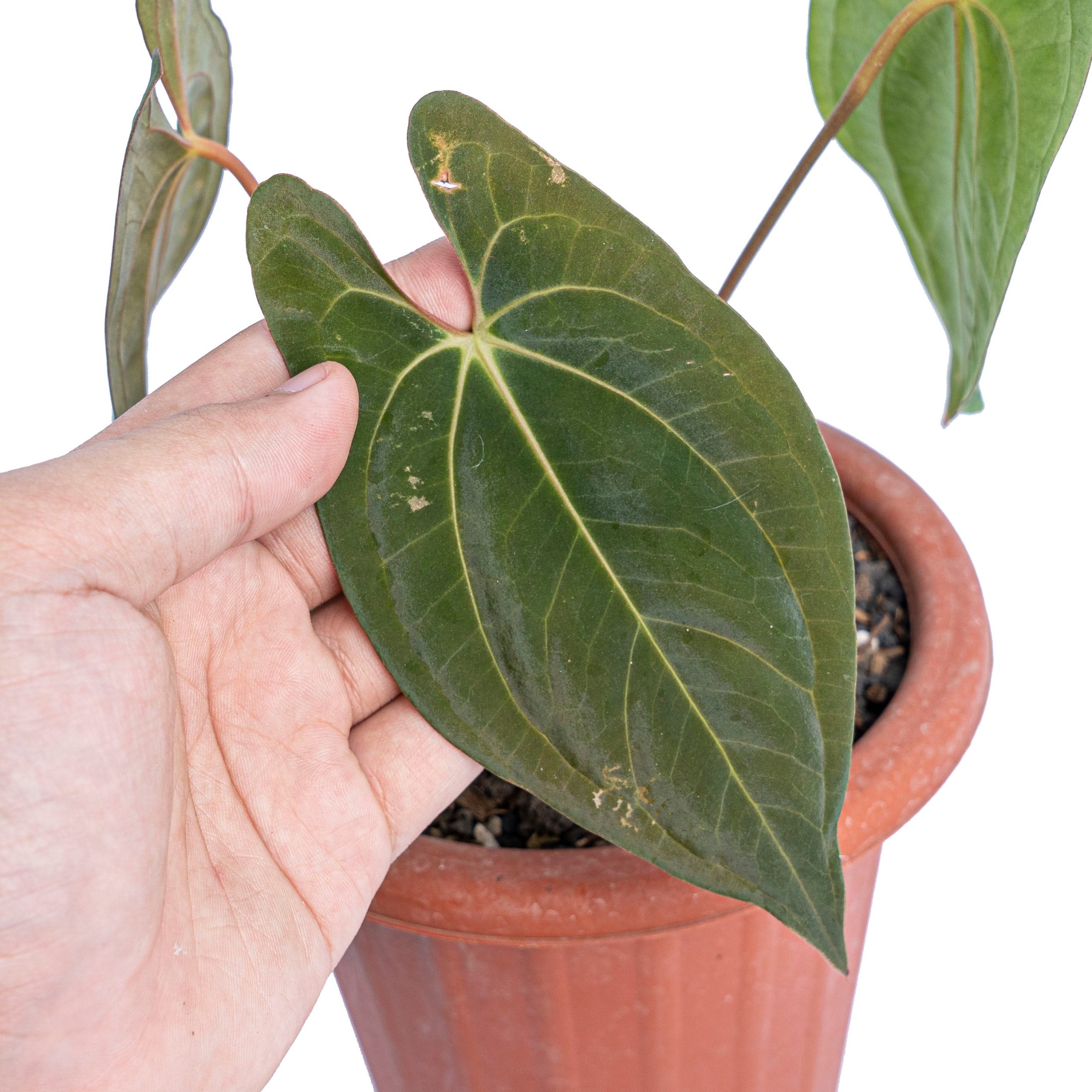 Anthurium dark phoenix - Image 3