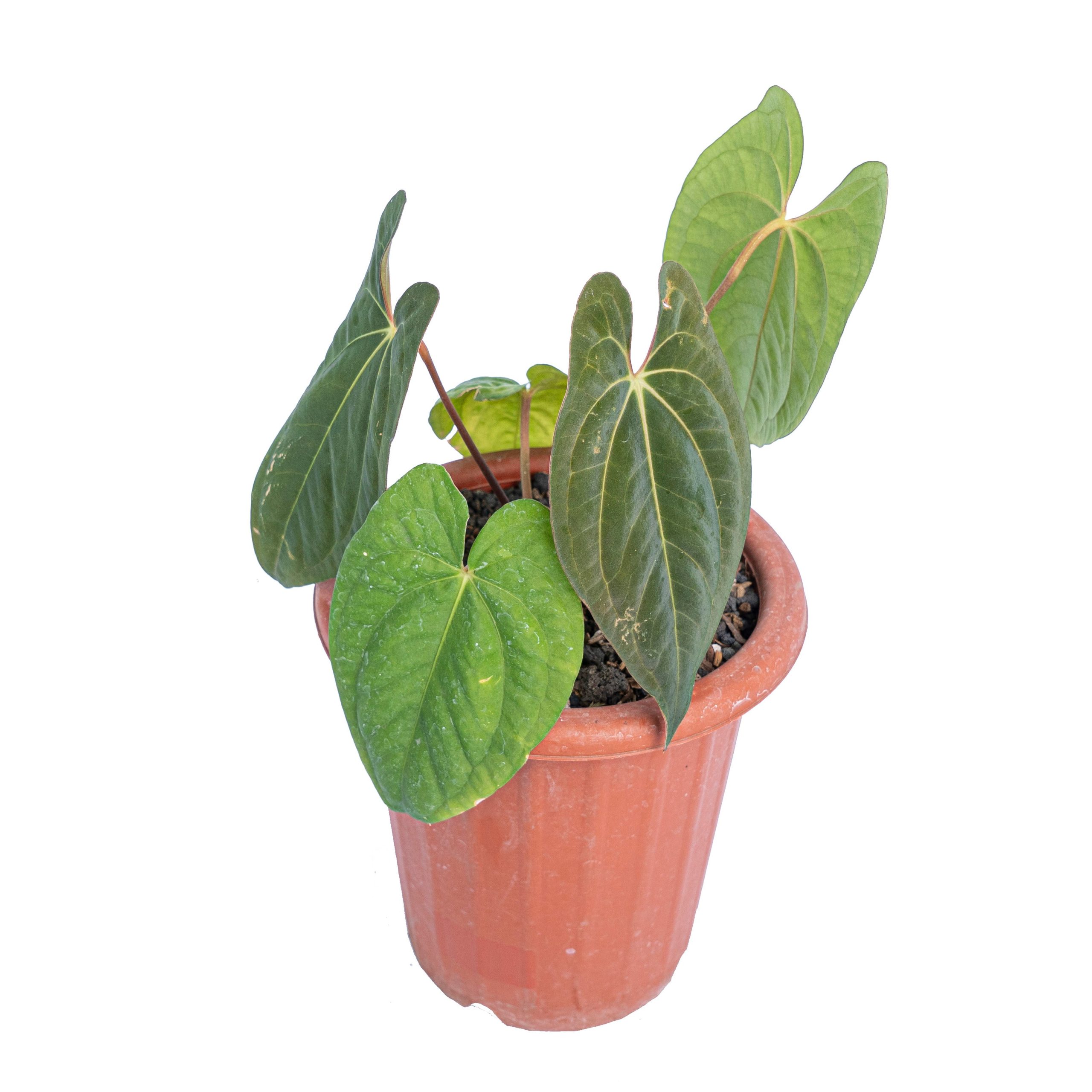 Anthurium dark phoenix - Image 4