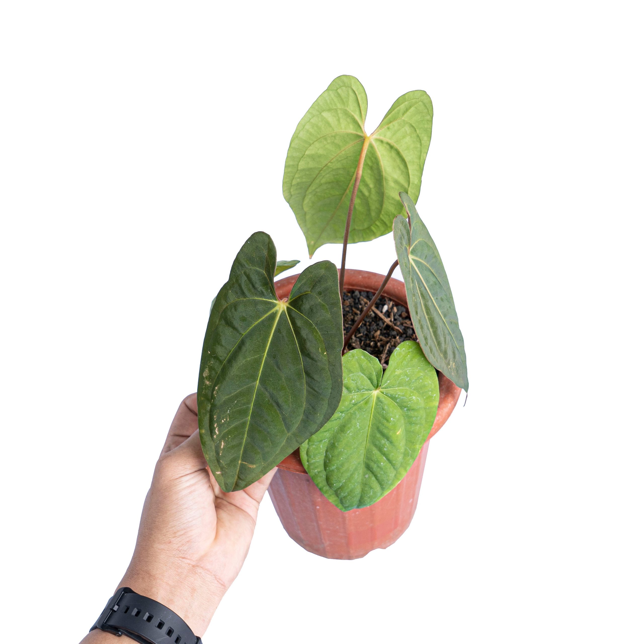Anthurium dark phoenix - Image 5