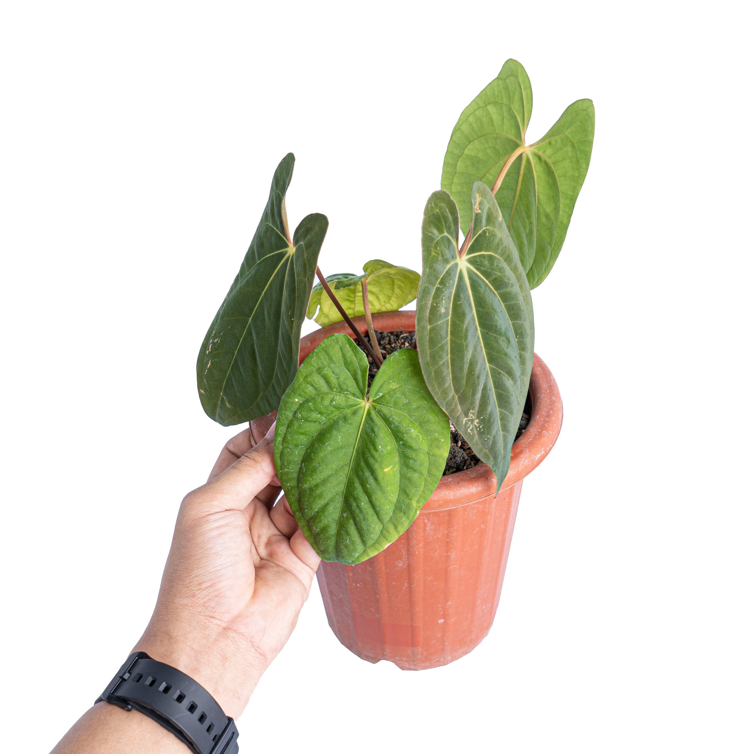 Anthurium dark phoenix - Image 6