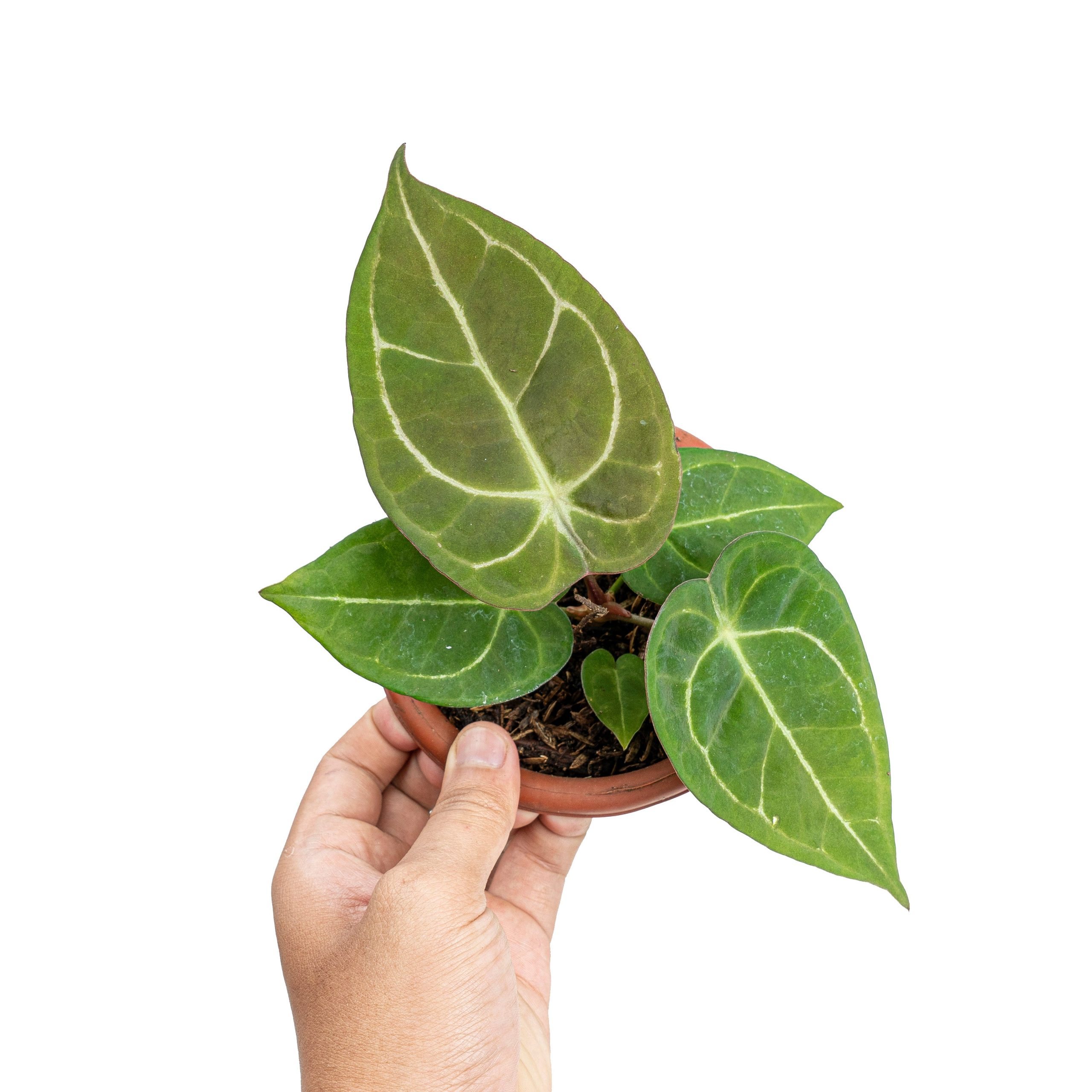 Anthurium Dressleri x Forgetii