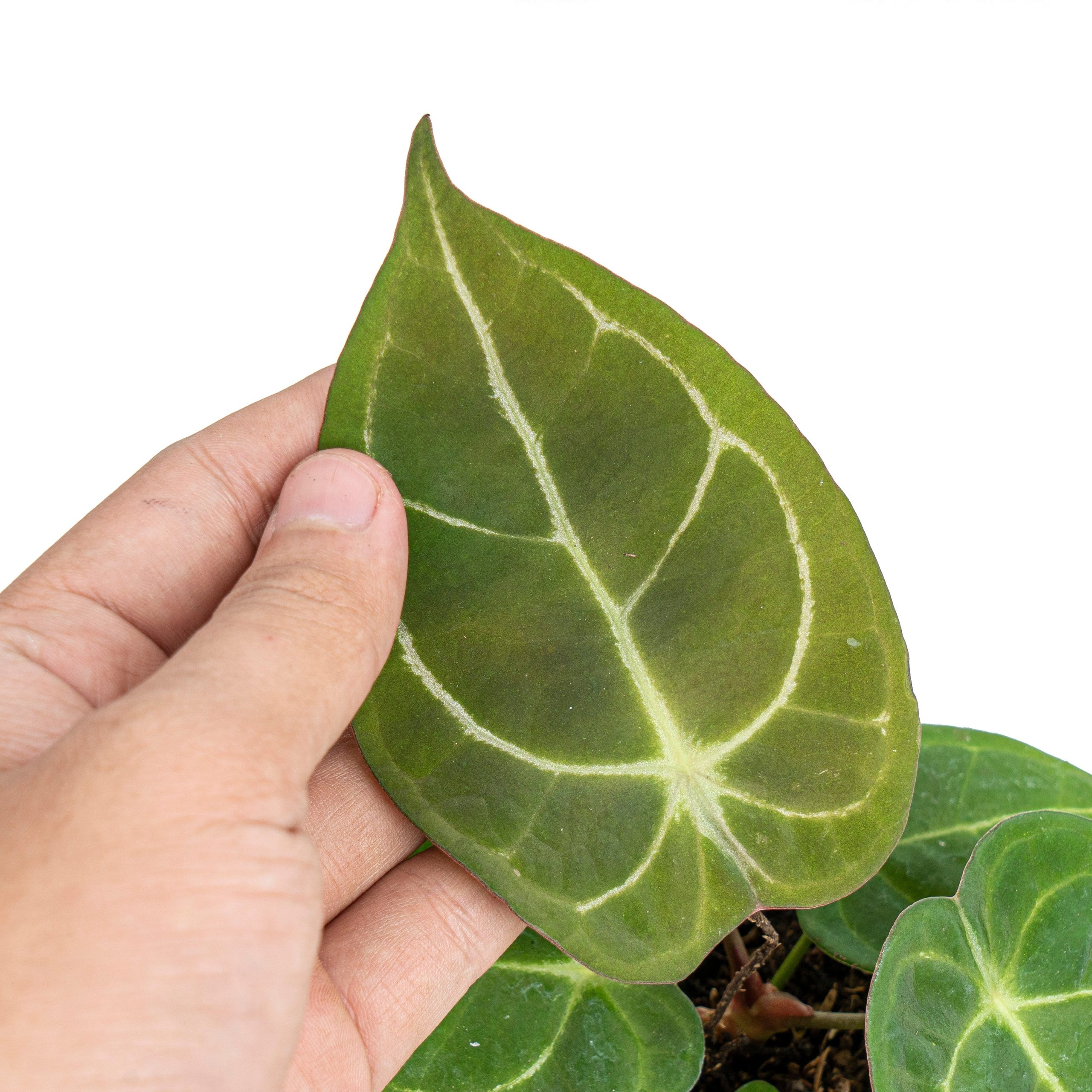 Anthurium Dressleri x Forgetii - Image 2