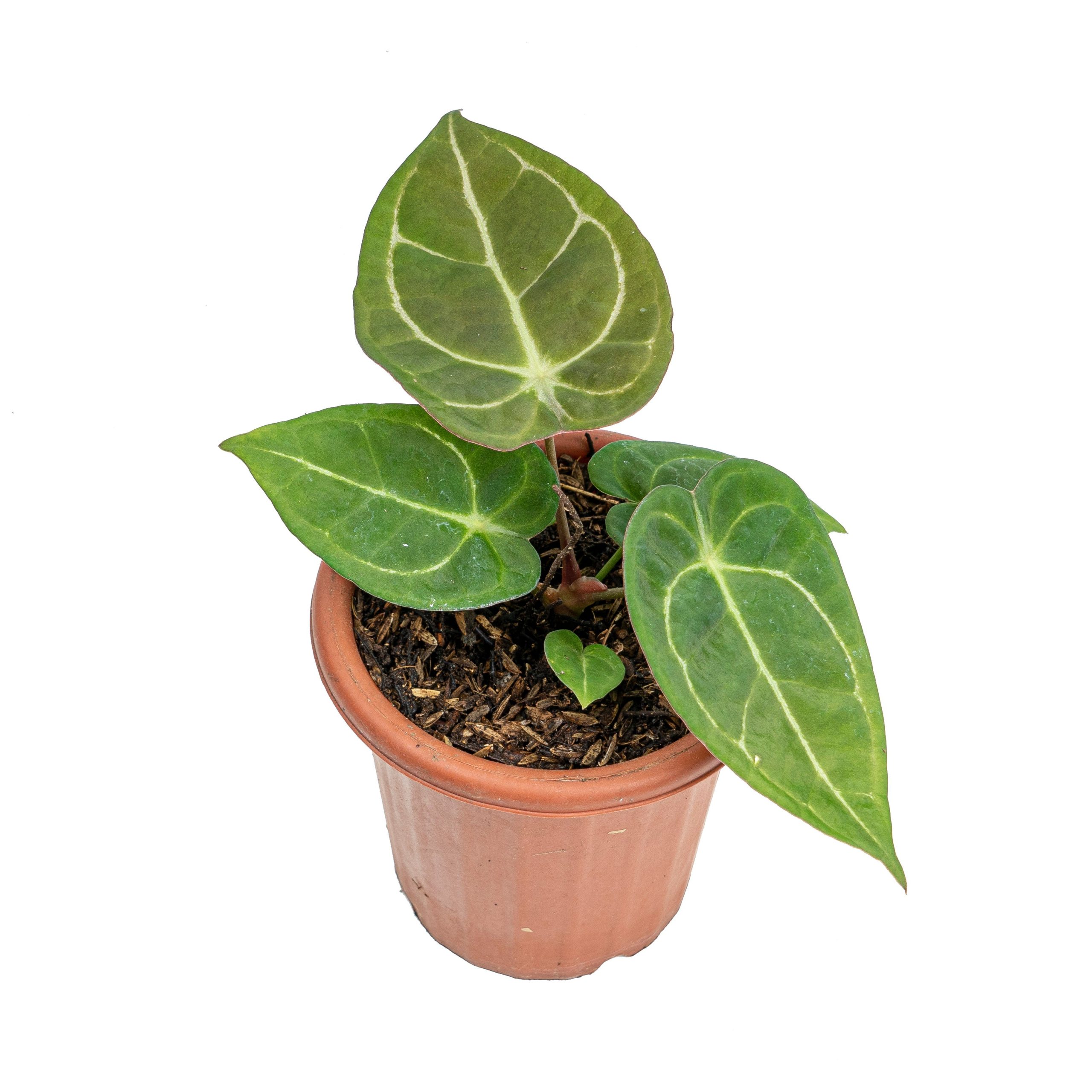 Anthurium Dressleri x Forgetii - Image 3