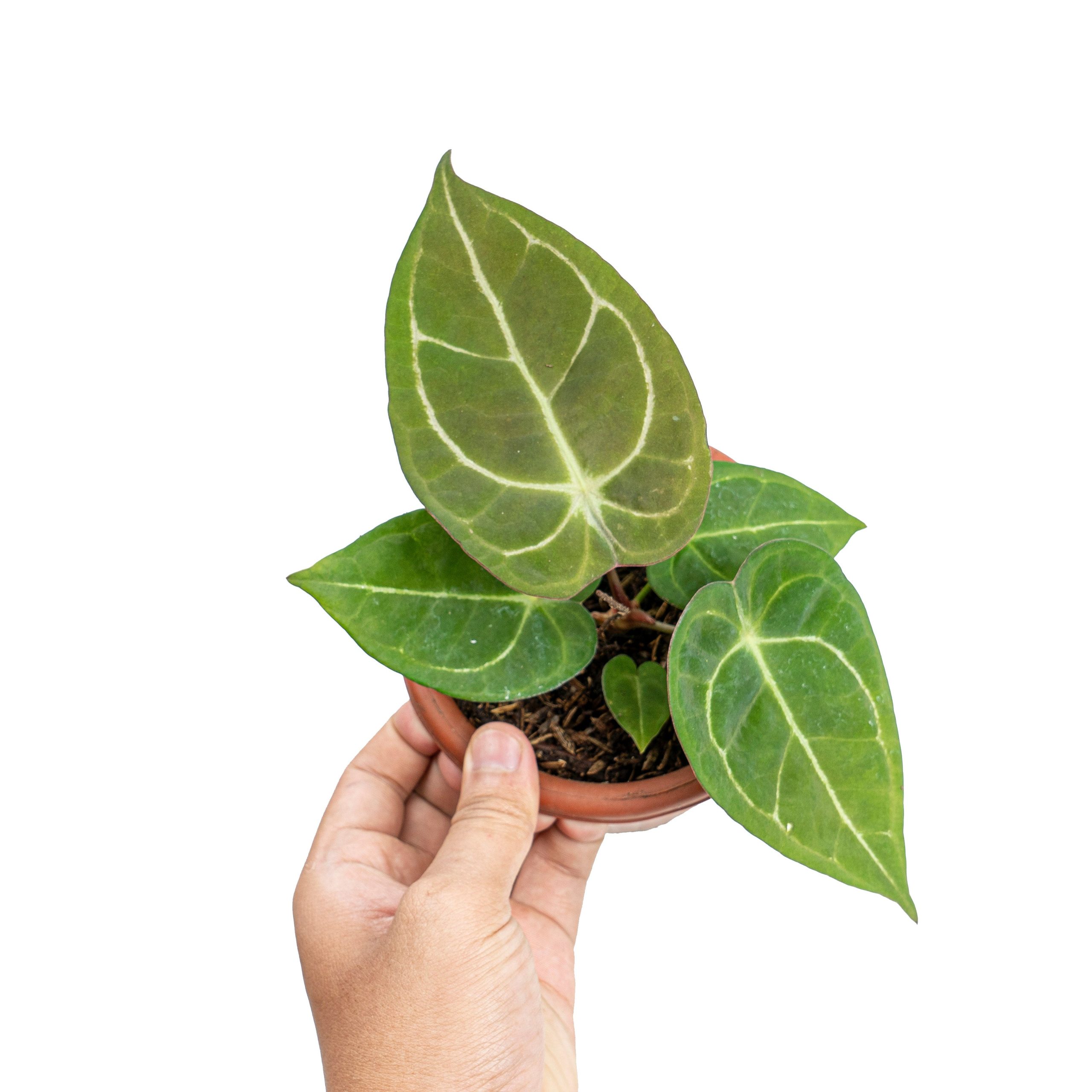 Anthurium Dressleri x Forgetii - Image 4