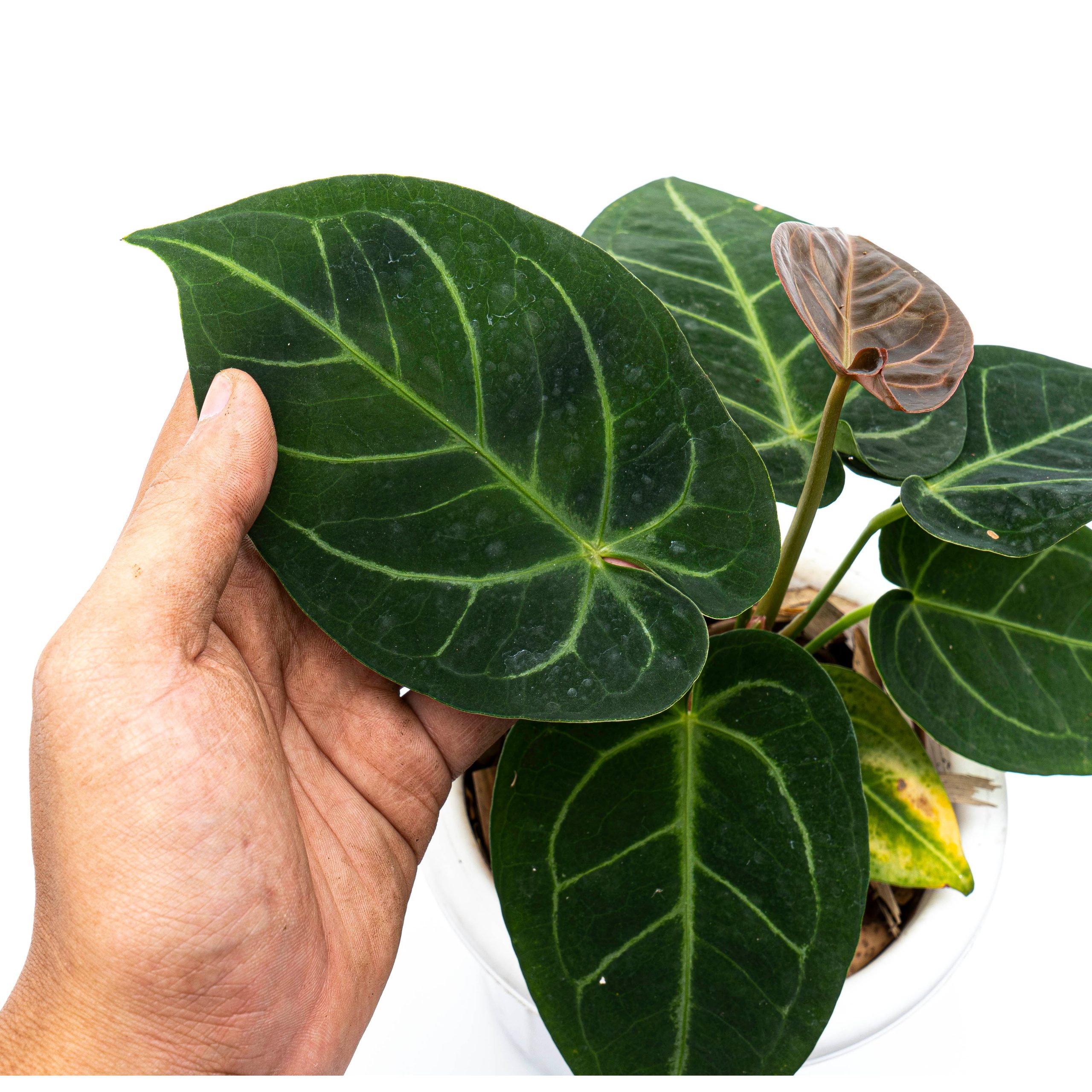 Anthurium Dressleri x Magnificum Verde - Image 2