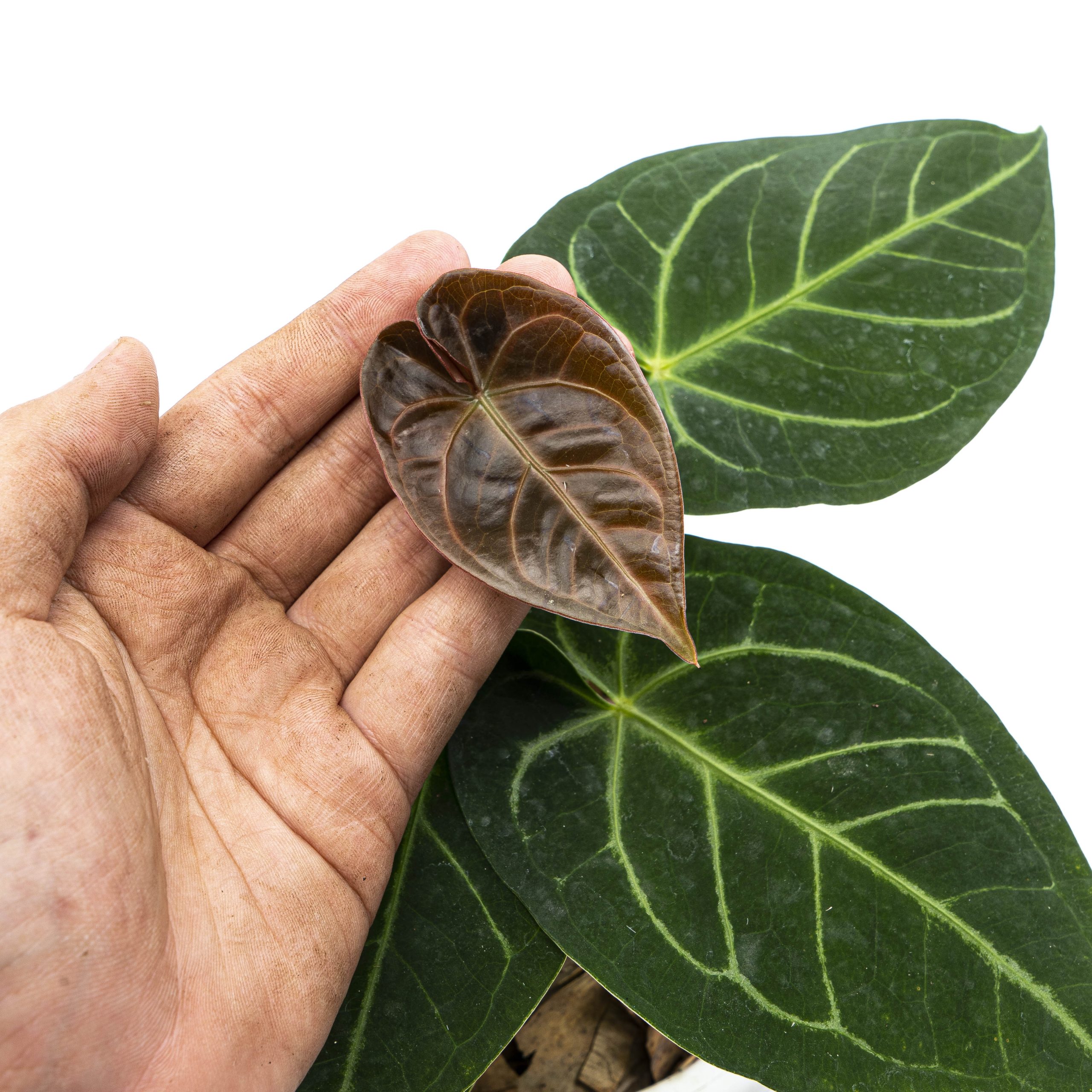 Anthurium Dressleri x Magnificum Verde - Image 3