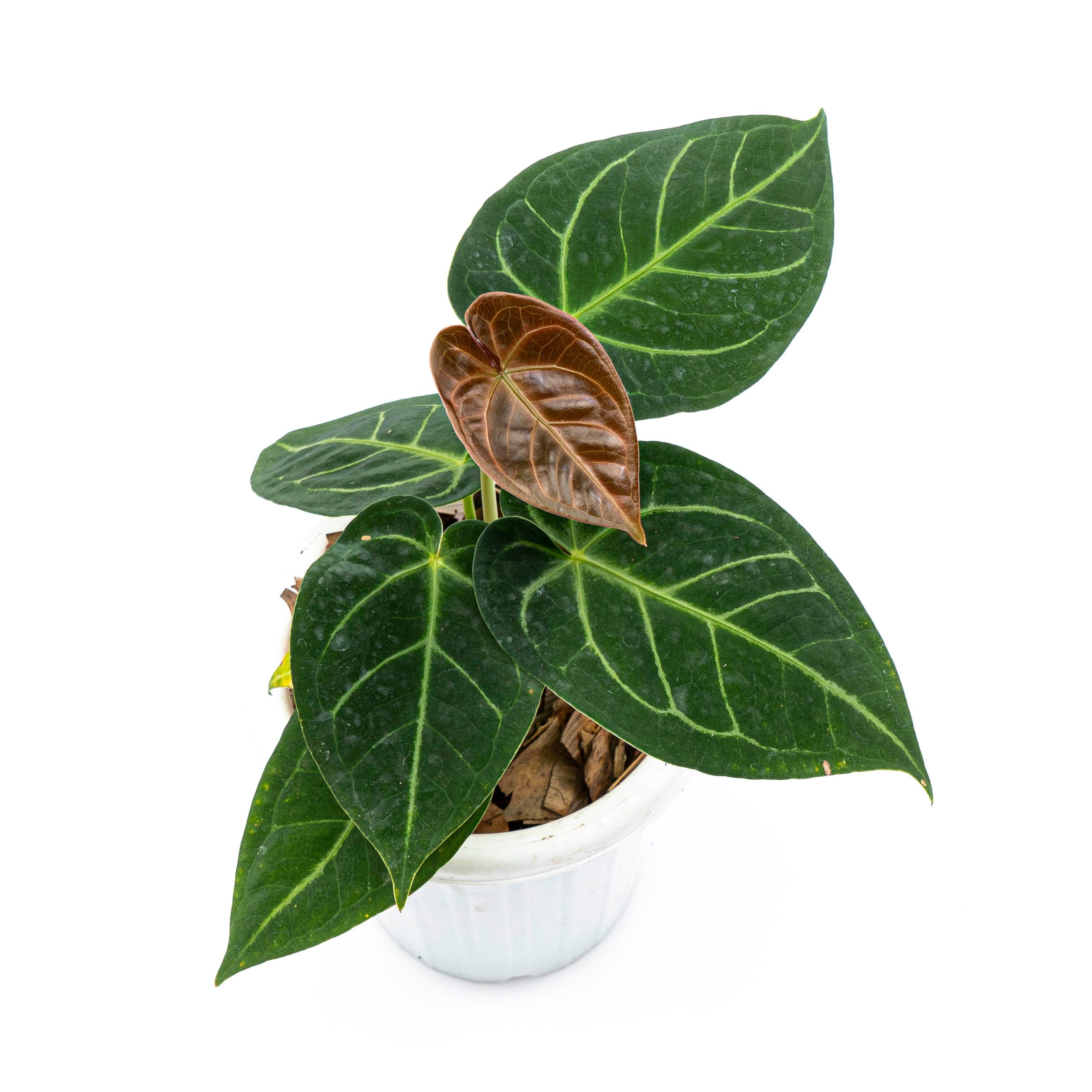 Anthurium Dressleri x Magnificum Verde - Image 4