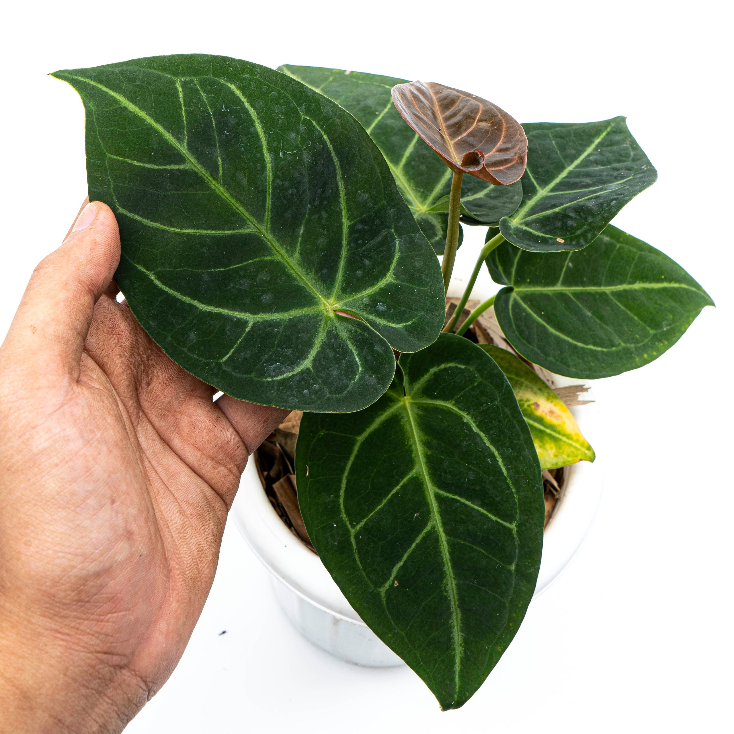 Anthurium Dressleri x Magnificum Verde - Image 5