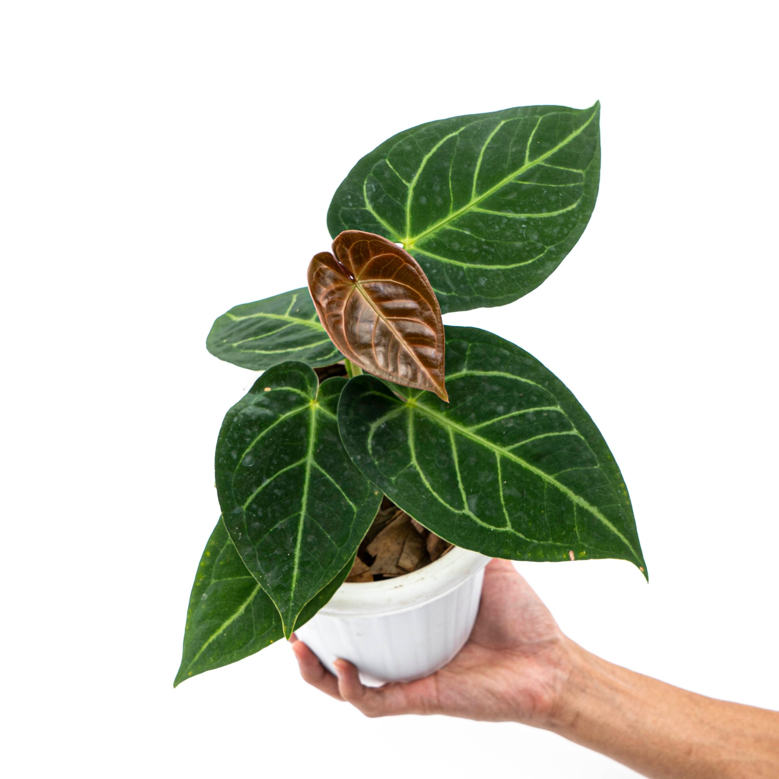 Anthurium Dressleri x Magnificum Verde - Image 6